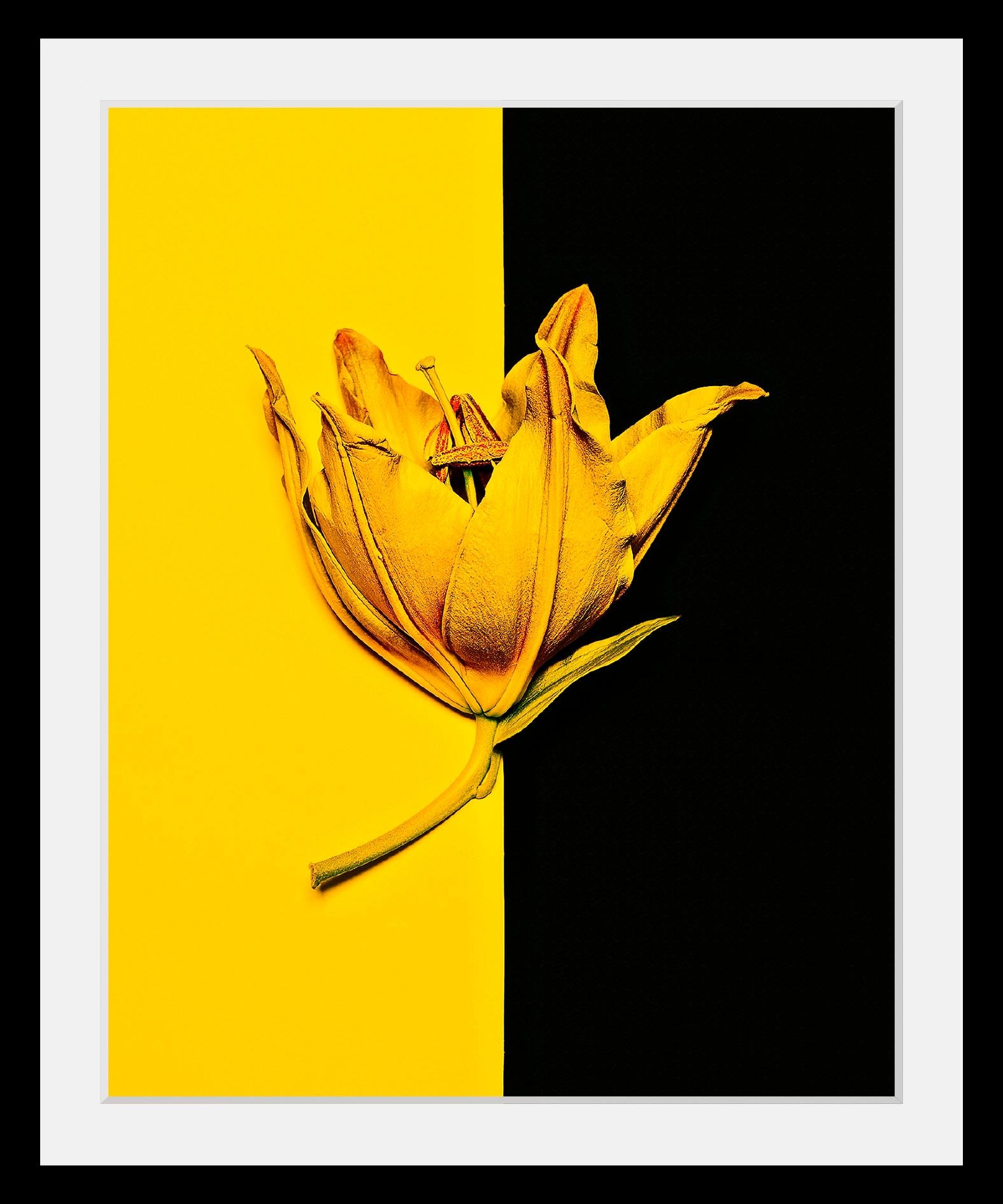 Image of queence Bild "Blüte" Blumen Blumenbilder Kunst Pflanzen HD Premium Poster-Druck inkl. Holzrahmen