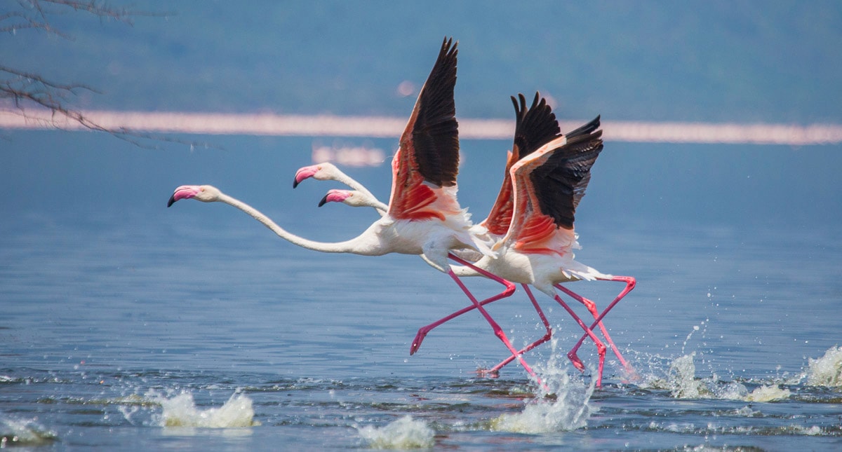 Papermoon Fototapete »Flamingos heben ab«