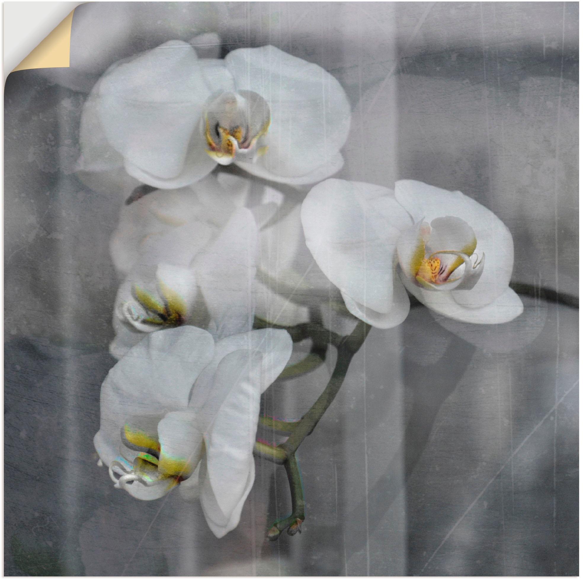 Wandbild »Weisse Orchideen - white Orchid«, Blumen, (1 St.), als Leinwandbild,...
