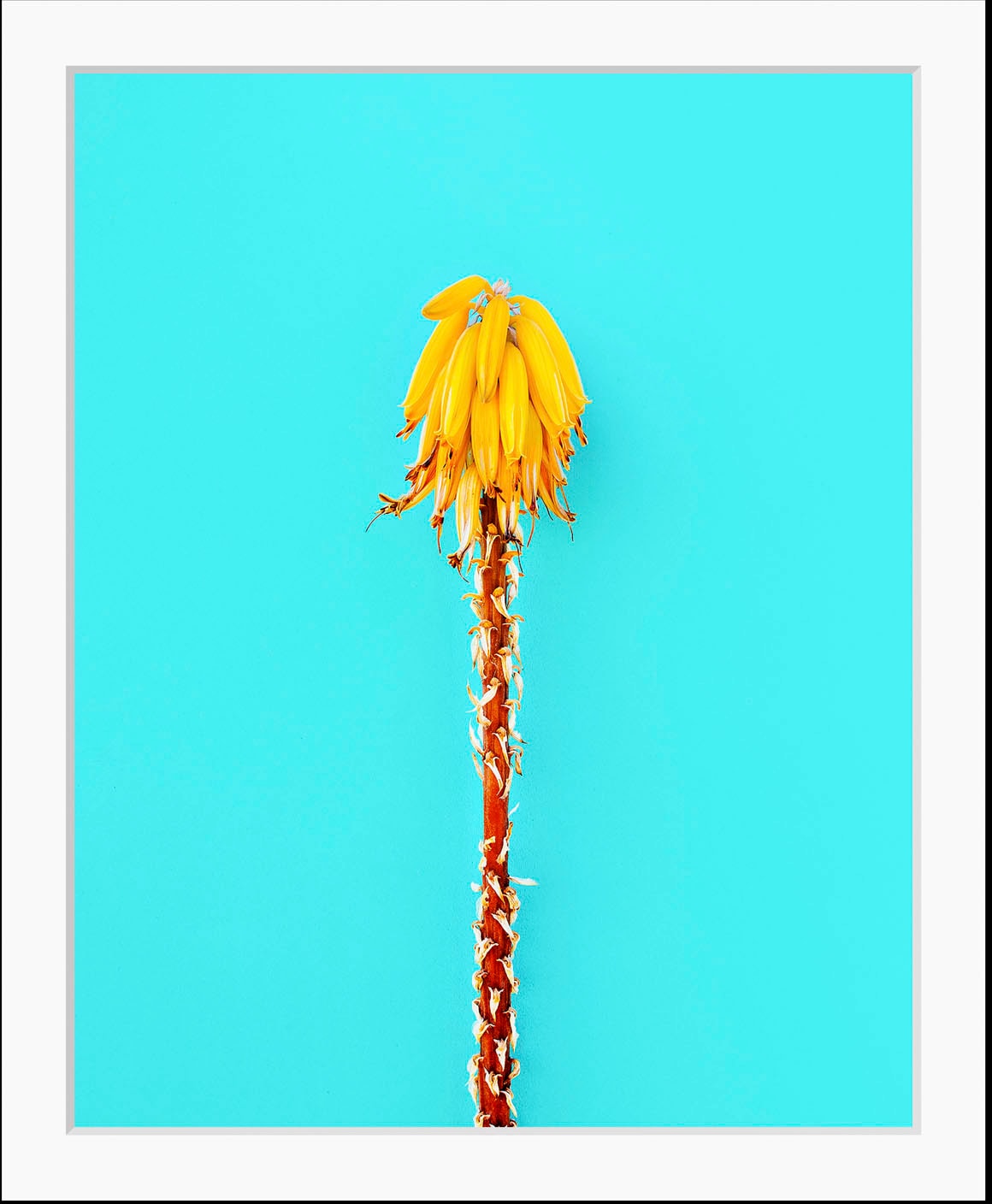Image of queence Bild "Lion" Essen Figuren Kunst Lebensmittel Obst Obst Bilder 1 Stk. tlg. HD Premium Poster-Druck inkl. Holzrahmen
