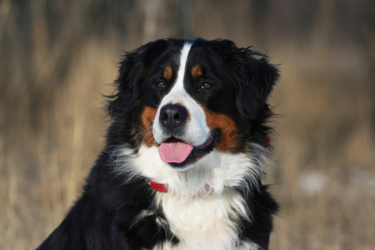 Image of Papermoon Fototapete "Hund, Berner Sennenhund"