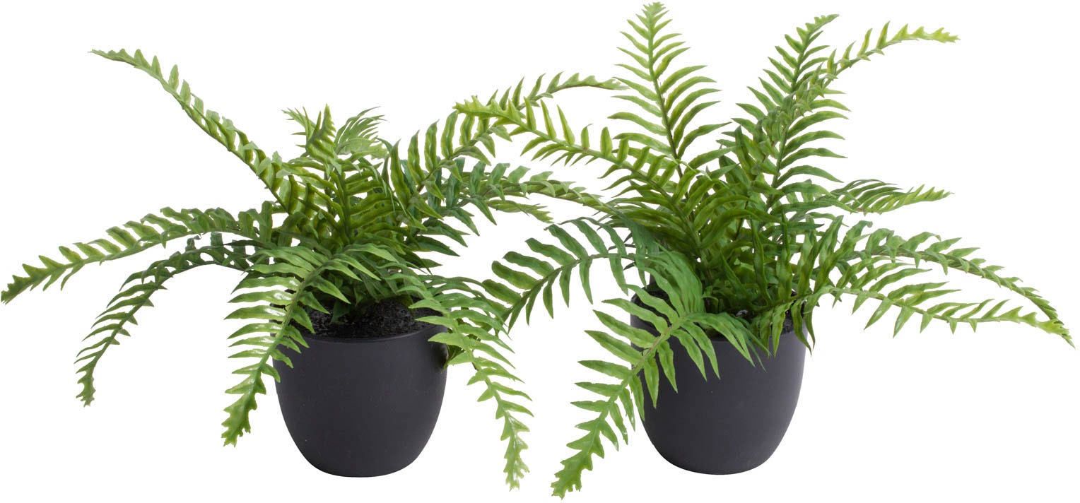 Image of Botanic-Haus Künstliche Zimmerpflanze »Farn im Topf«, (Set, 2 St.) bei Ackermann Versand Schweiz