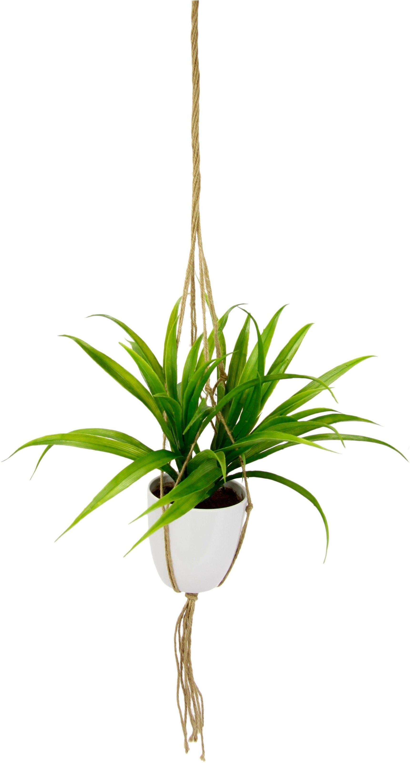 Image of I.GE.A. Kunstpflanze »Dracena«, (1 St.), in Hängeampel bei Ackermann Versand Schweiz