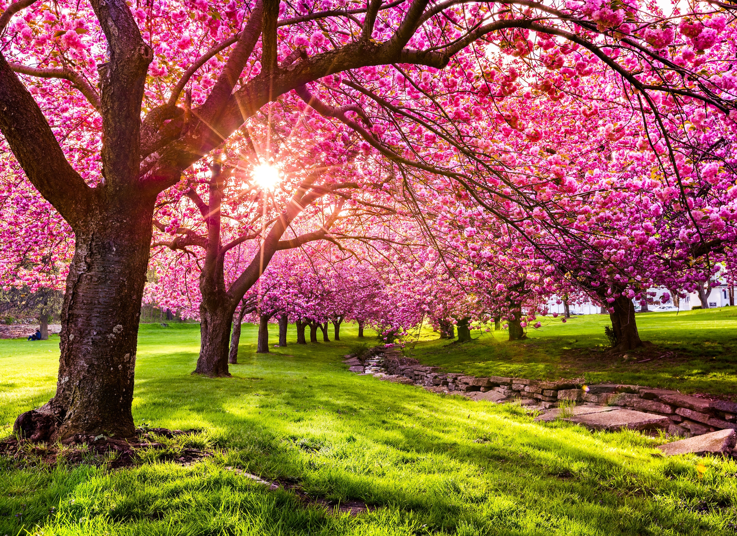 Image of Papermoon Fototapete "Cherry Tree Blossom" glatt
