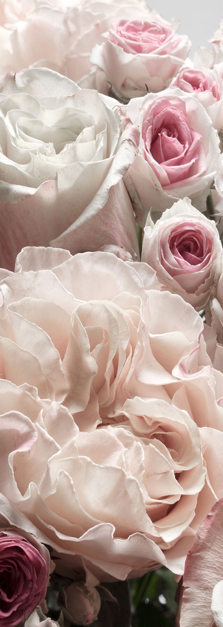 Komar Papier peint photo »Vlies Fototapete - Englische Rosen - Grösse 100 x 280 cm« imprimé