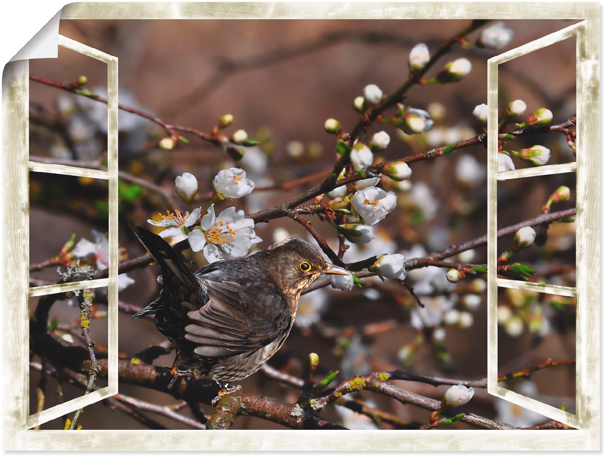 Image of Artland Wandbild »Fensterblick - Kirschblüten mit Amsel«, Vögel, (1 St.), in vielen Grössen & Produktarten - Alubild / Outdoorbild für den Aussenbereich, Leinwandbild, Poster, Wandaufkleber / Wandtattoo auch für Badezimmer geeignet bei Ackermann Versand S