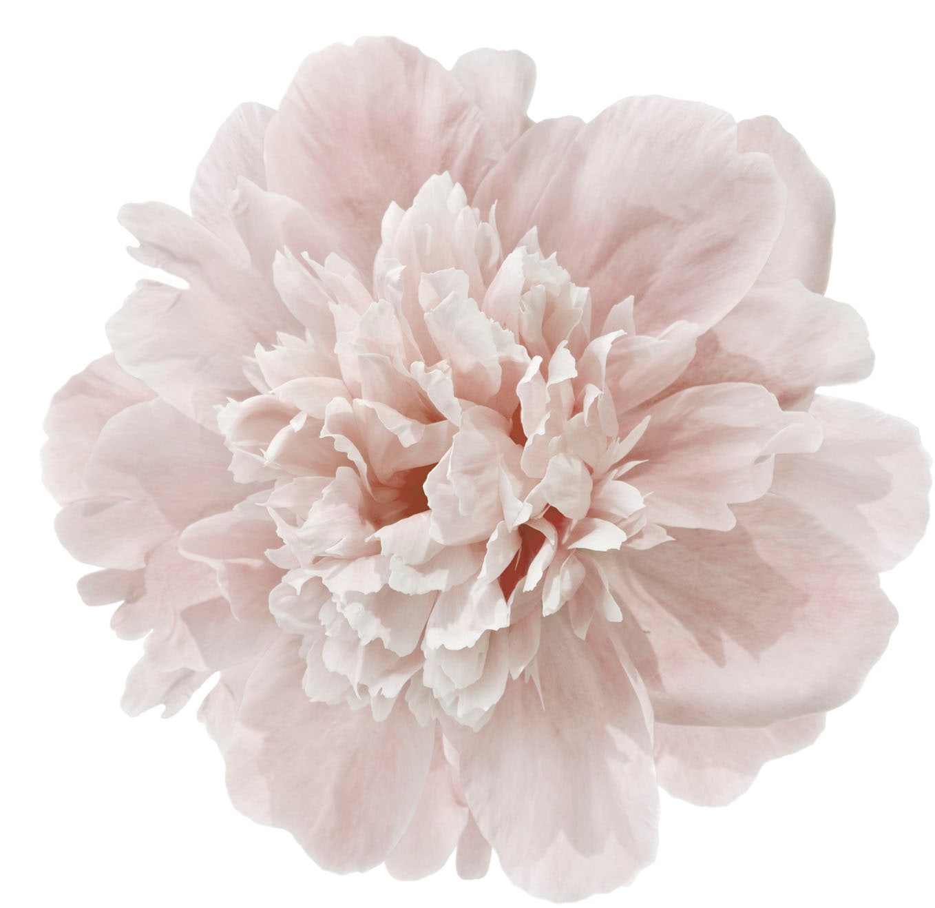 Image of queence Wandtattoo "Doreen" Wandbild, Sticker, rosa, Blume, Blüte, selbstklebend, Pastellfarben