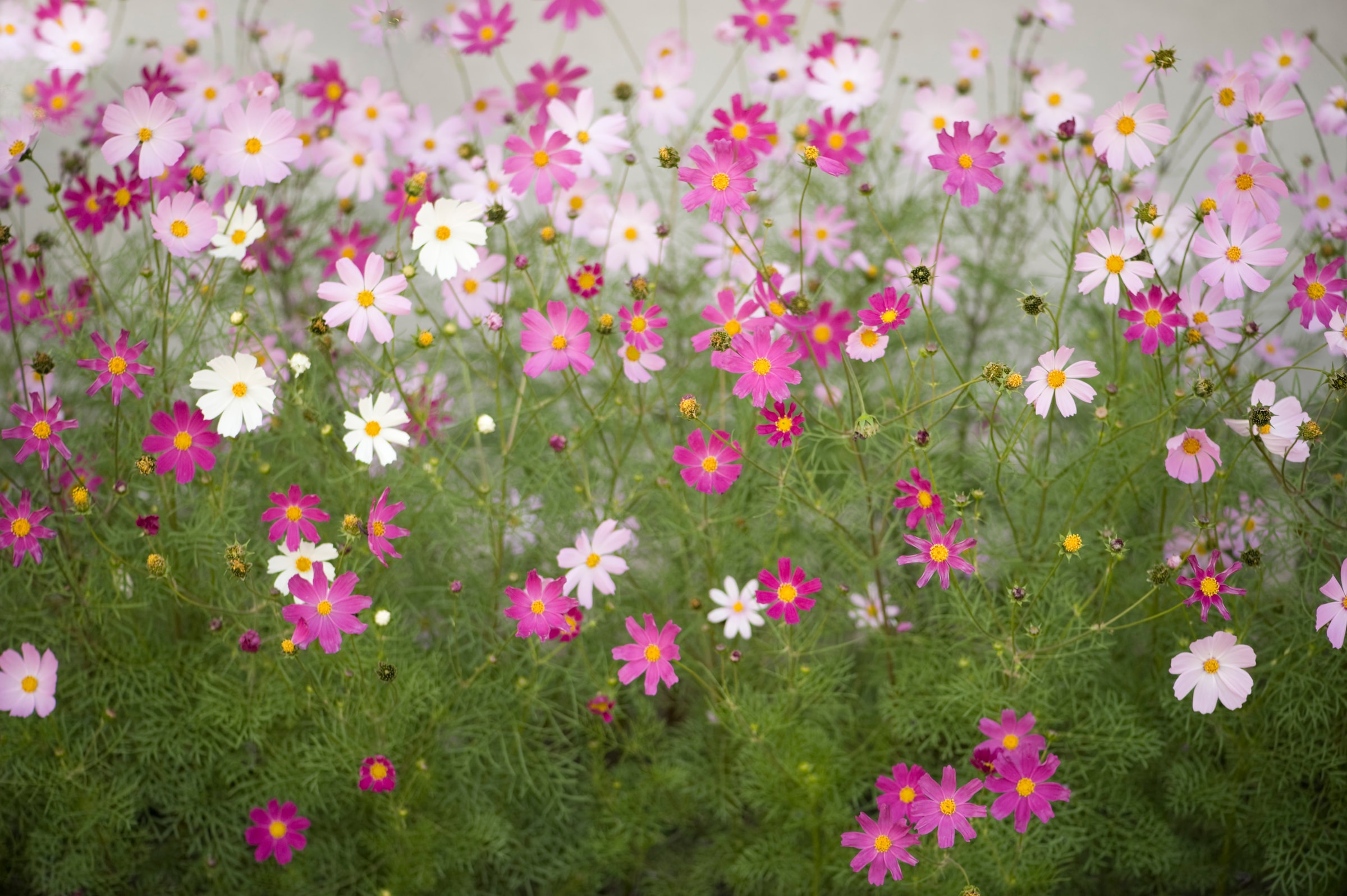 Papermoon Papier peint photo »Cosmos Flowers« lisse