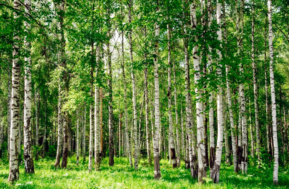 Image of Papermoon Fototapete »Birch Forest«, matt, BlueBack, 7 Bahnen, 350 x 260 cm bei Ackermann Versand Schweiz