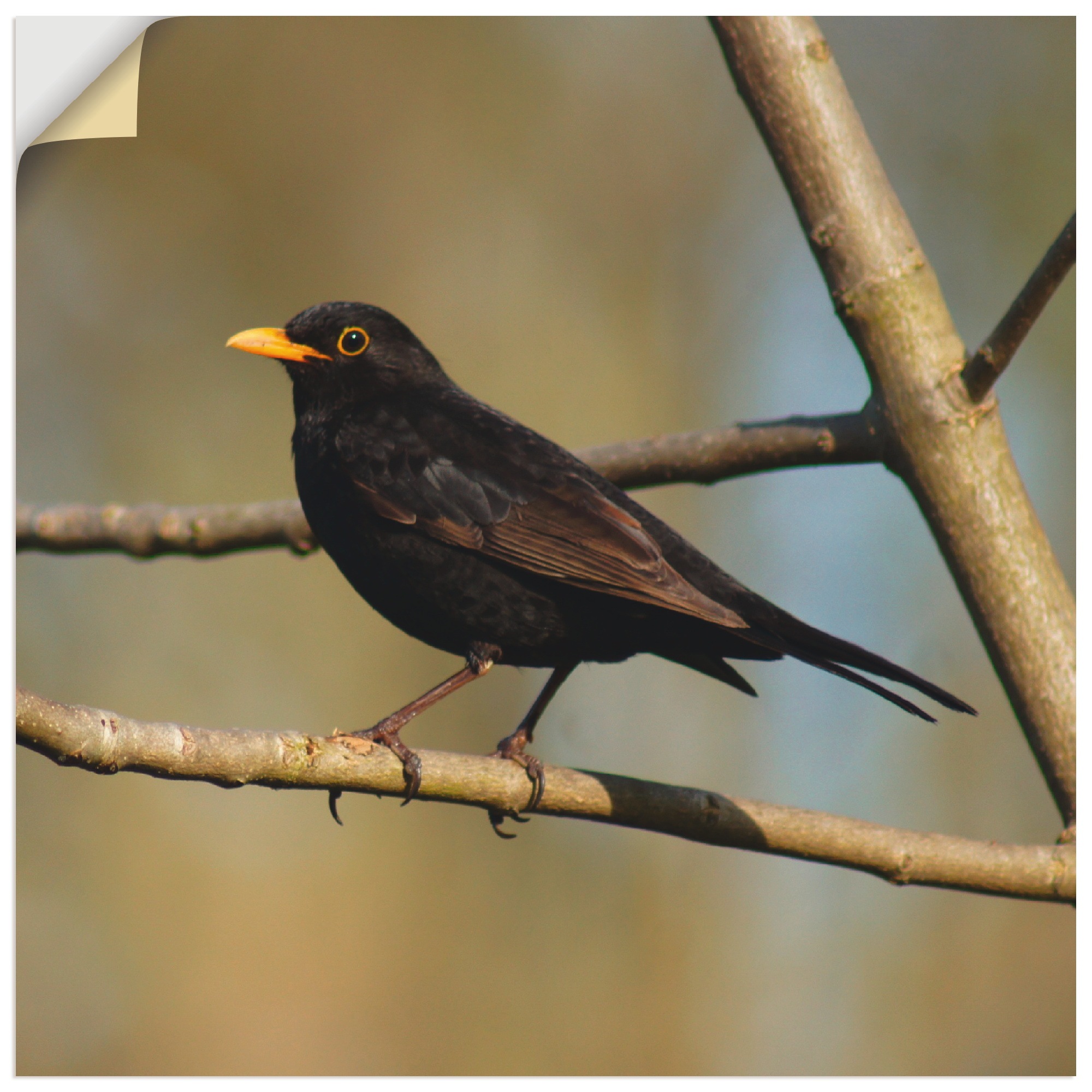 Image of Artland Wandbild »Amsel«, Vögel, (1 St.), in vielen Grössen & Produktarten - Alubild / Outdoorbild für den Aussenbereich, Leinwandbild, Poster, Wandaufkleber / Wandtattoo auch für Badezimmer geeignet bei Ackermann Versand Schweiz