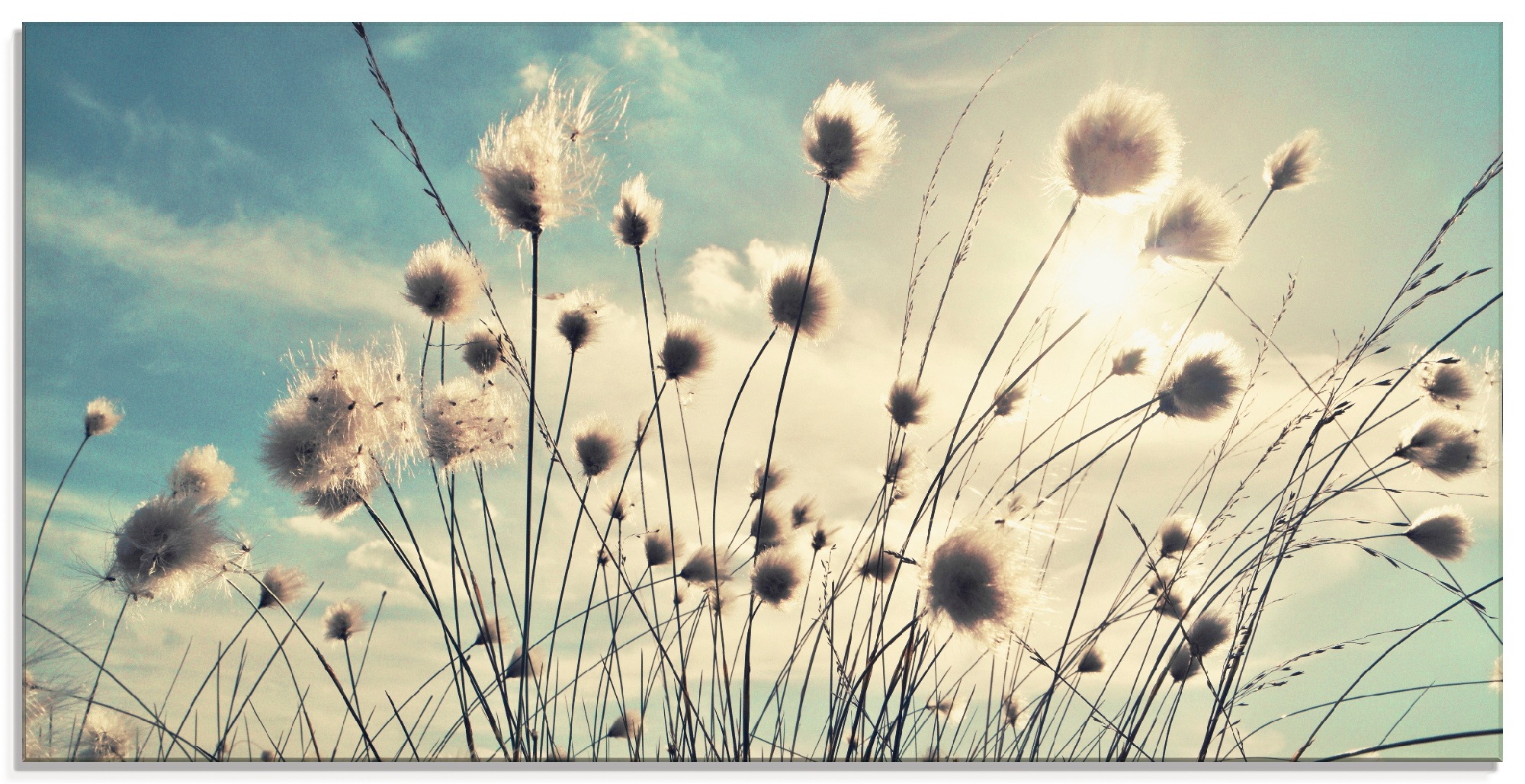 Image of Artland Glasbild »Wollgras«, Gräser, (1 St.) bei Ackermann Versand Schweiz