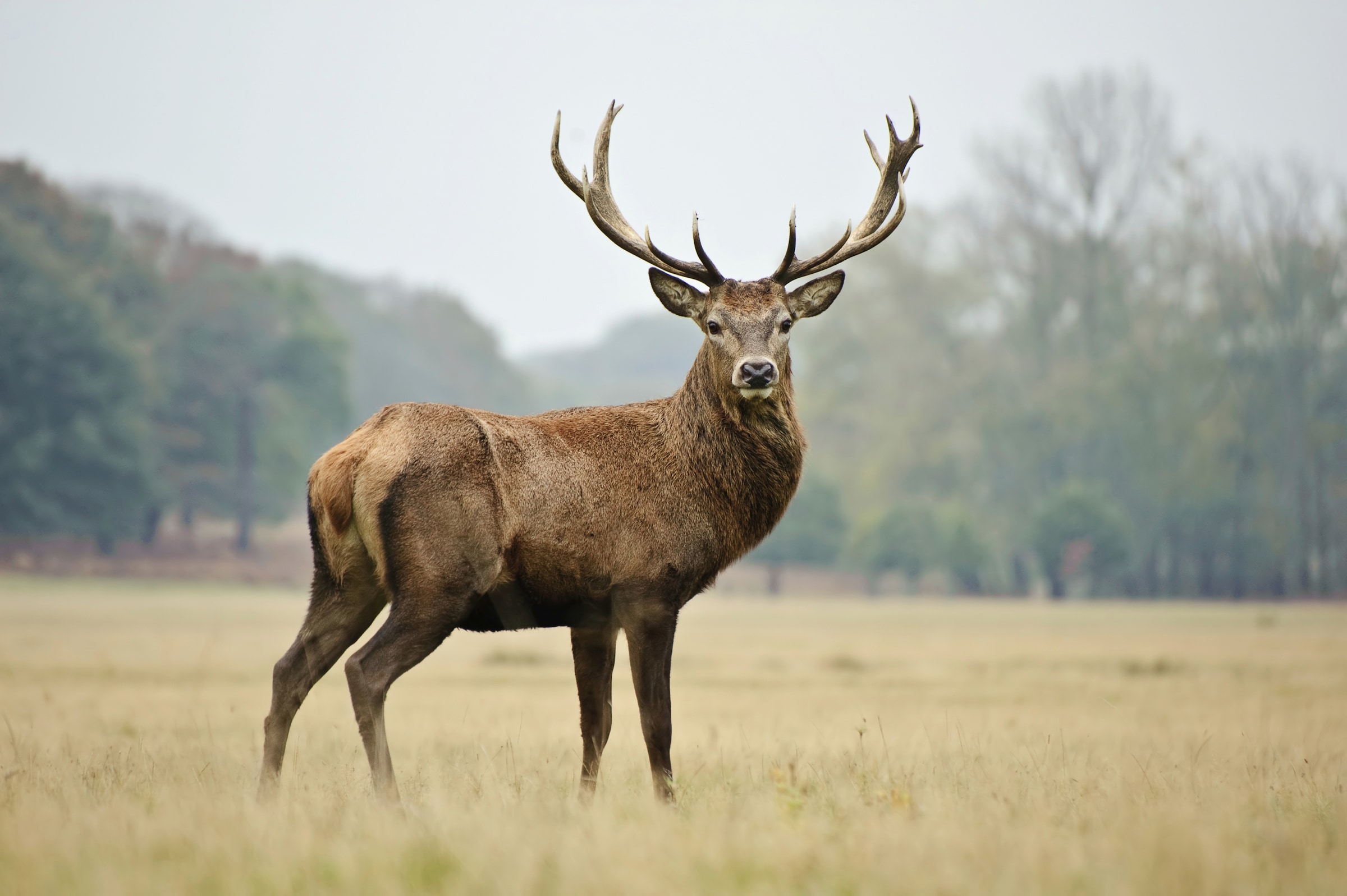 Papermoon Fototapete »HIRSCH-NATUR LANDSCHAFT WILD TIERE WALD BÄUME PFERDE«