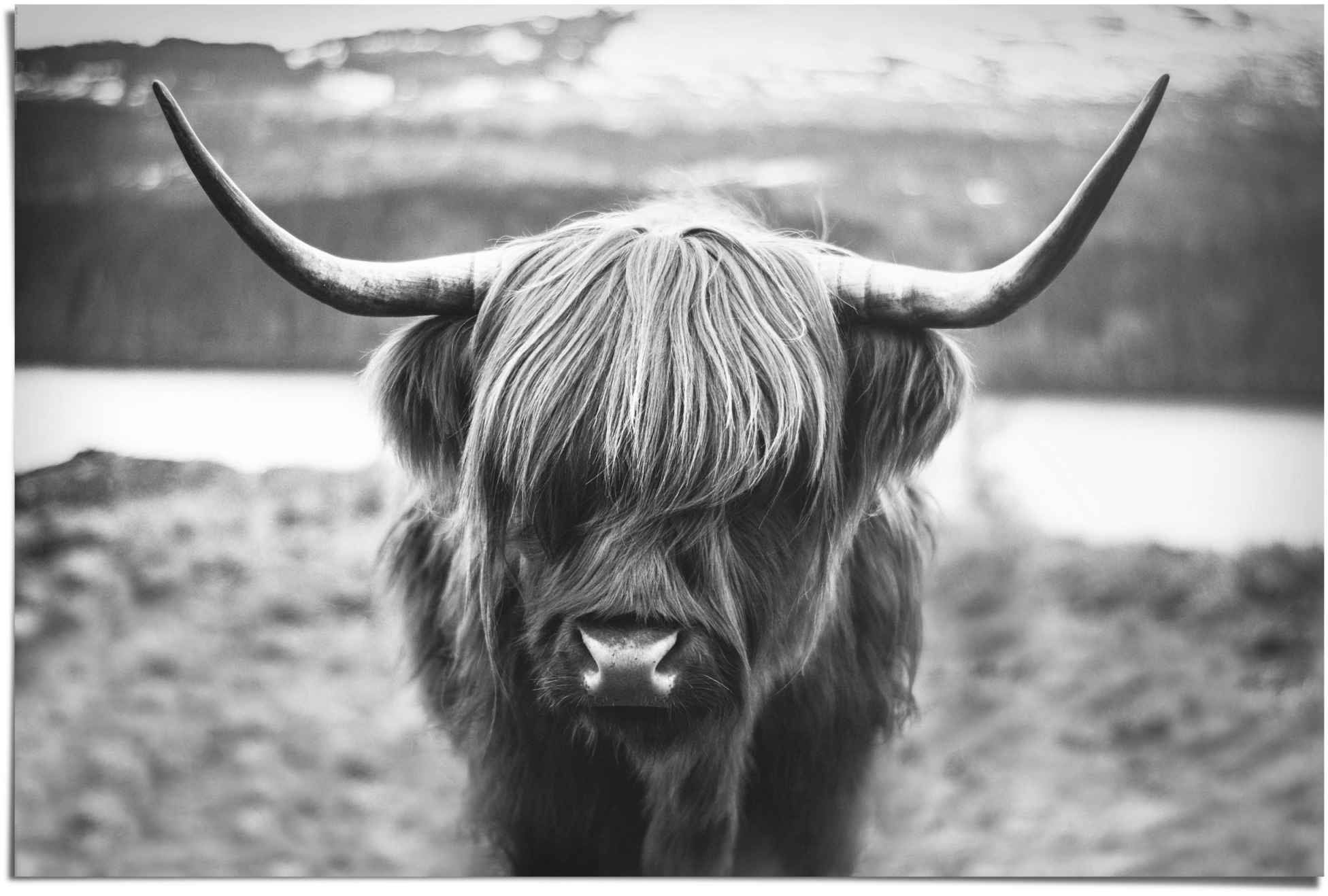 Image of Reinders! Poster »Schottische Hochlandrind«, (1 St.) bei Ackermann Versand Schweiz