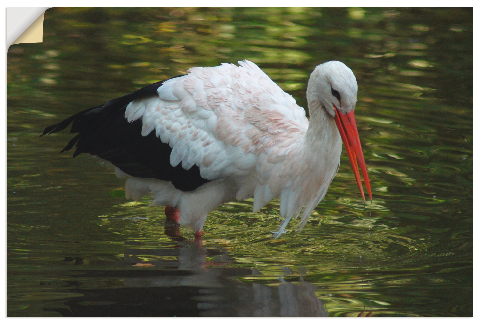 Image of Artland Wandbild »Storch auf der Jagd«, Vögel, (1 St.), in vielen Grössen & Produktarten -Leinwandbild, Poster, Wandaufkleber / Wandtattoo auch für Badezimmer geeignet bei Ackermann Versand Schweiz
