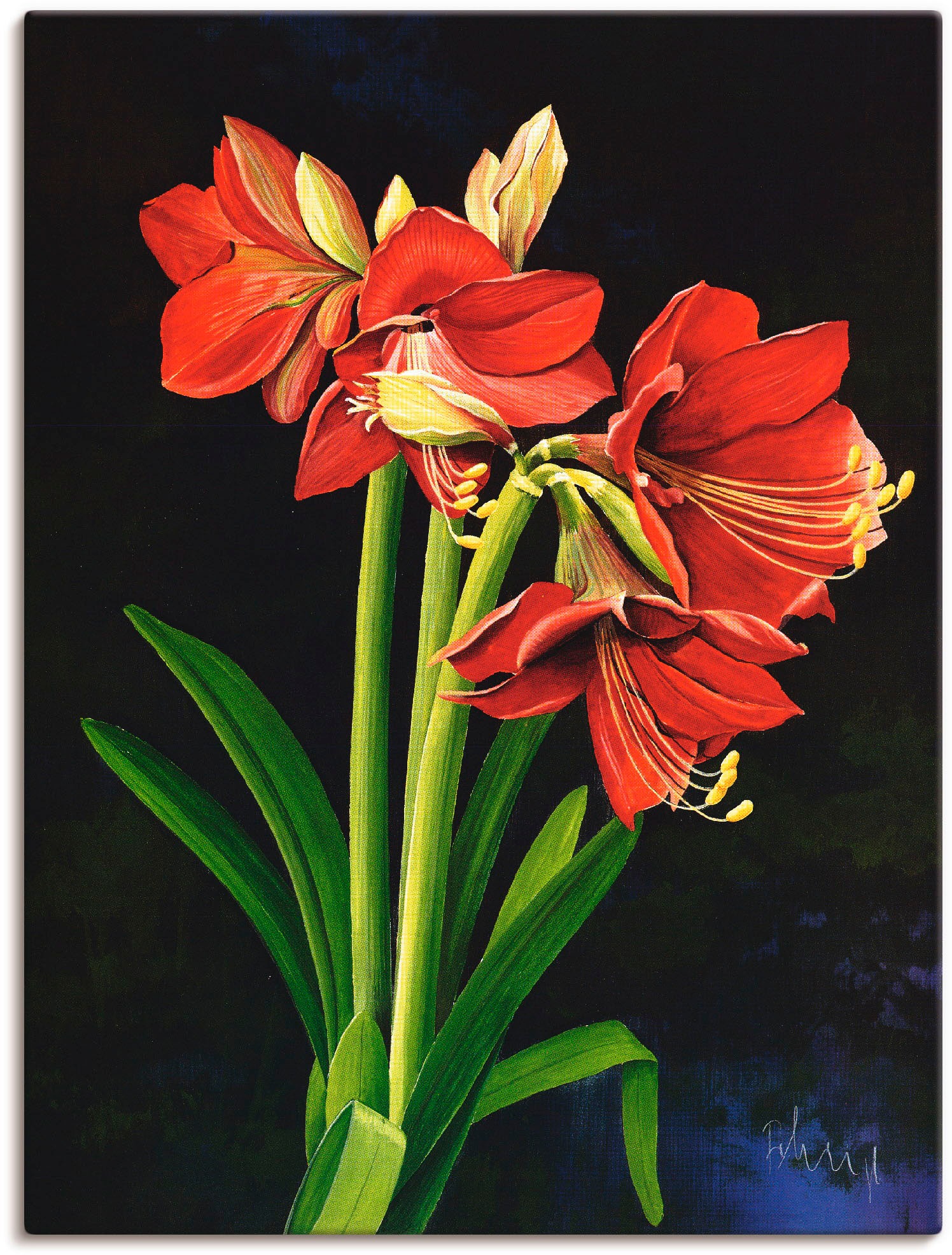 Image of Artland Wandbild »Amaryllis«, Blumen, (1 St.), in vielen Grössen & Produktarten -Leinwandbild, Poster, Wandaufkleber / Wandtattoo auch für Badezimmer geeignet bei Ackermann Versand Schweiz
