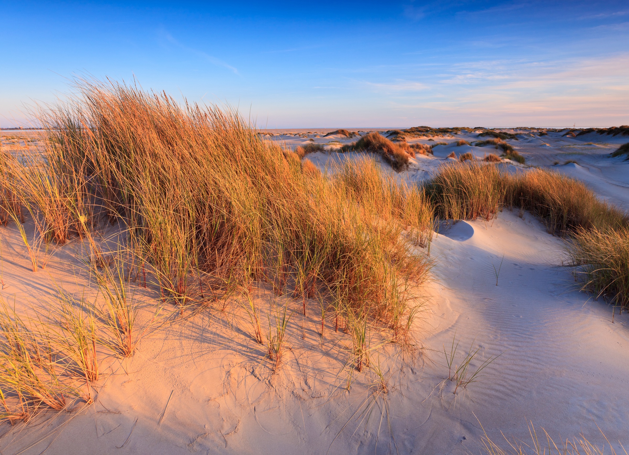 Image of Papermoon Fototapete »Dunes Grass« bei Ackermann Versand Schweiz