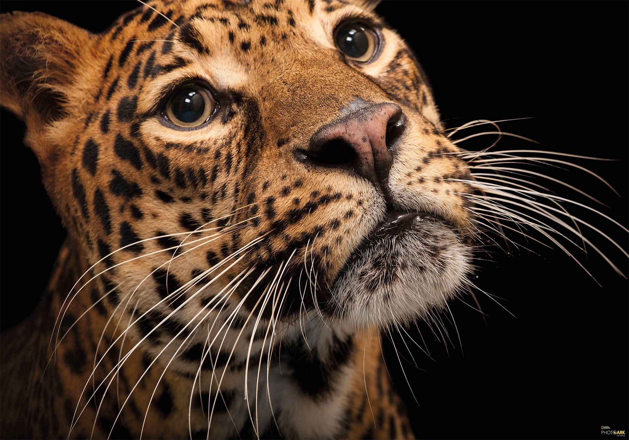 Image of Komar Vliestapete »Javan Leopard«, bedruckt-realistisch, 400 x 280 cm (Breite x Höhe) - 8 Bahnen bei Ackermann Versand Schweiz