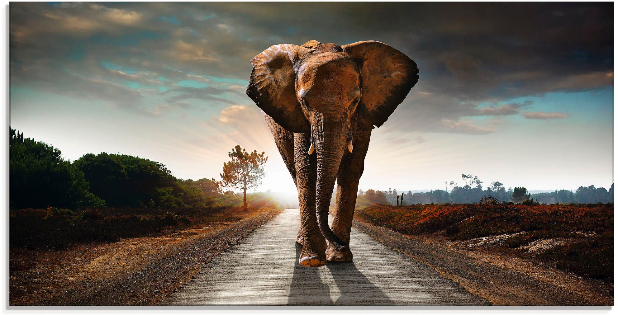 Grössen in Wildtiere, der Elefant günstig Artland läuft Glasbild »Ein verschiedenen auf kaufen St.), Strasse«, (1