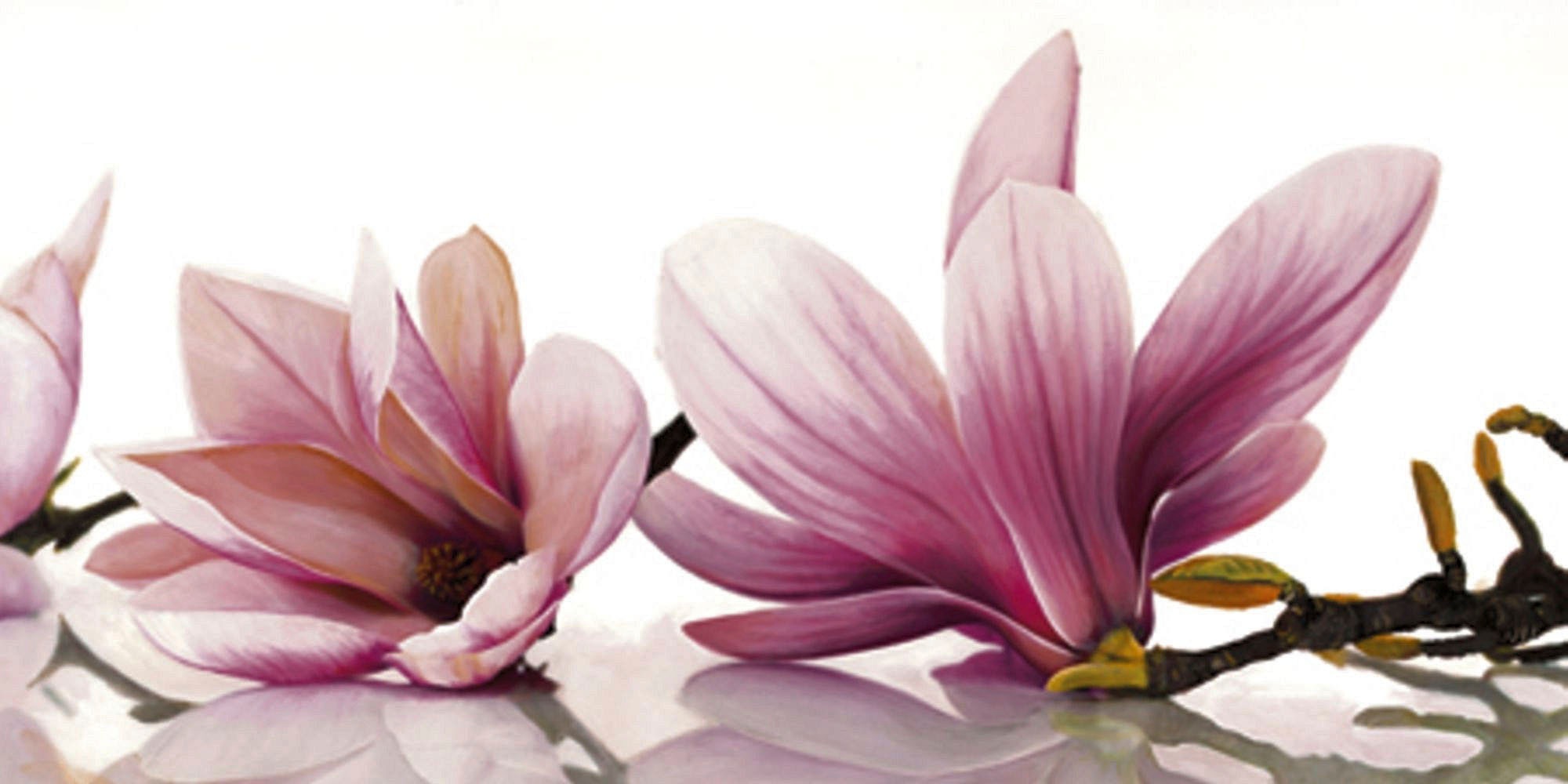 Image of my home Kunstdruck »CYNTHIA ANN / Magnolia«, (1 St.) bei Ackermann Versand Schweiz