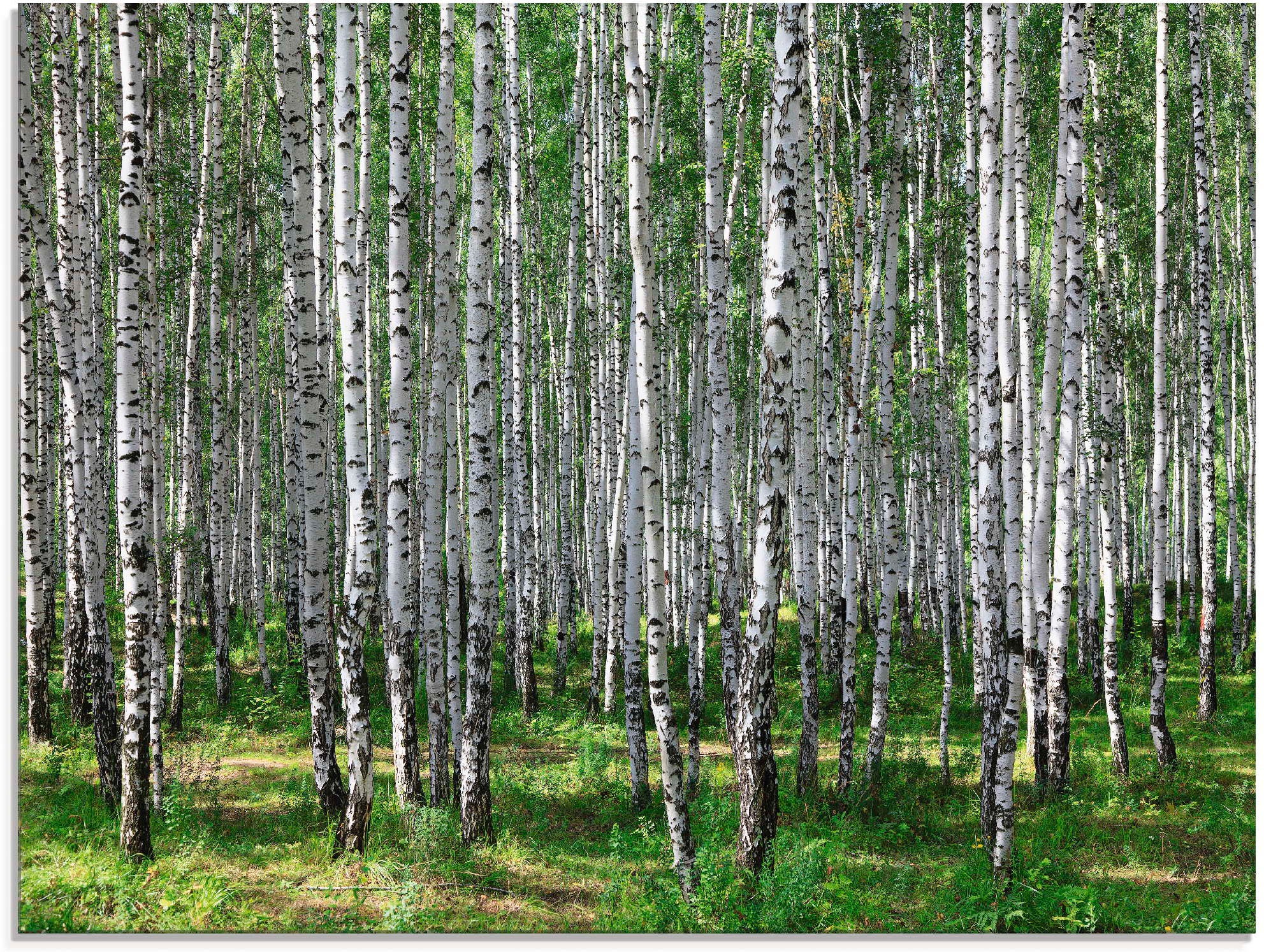Image of Artland Glasbild »Birkenwald«, Wald, (1 St.) bei Ackermann Versand Schweiz