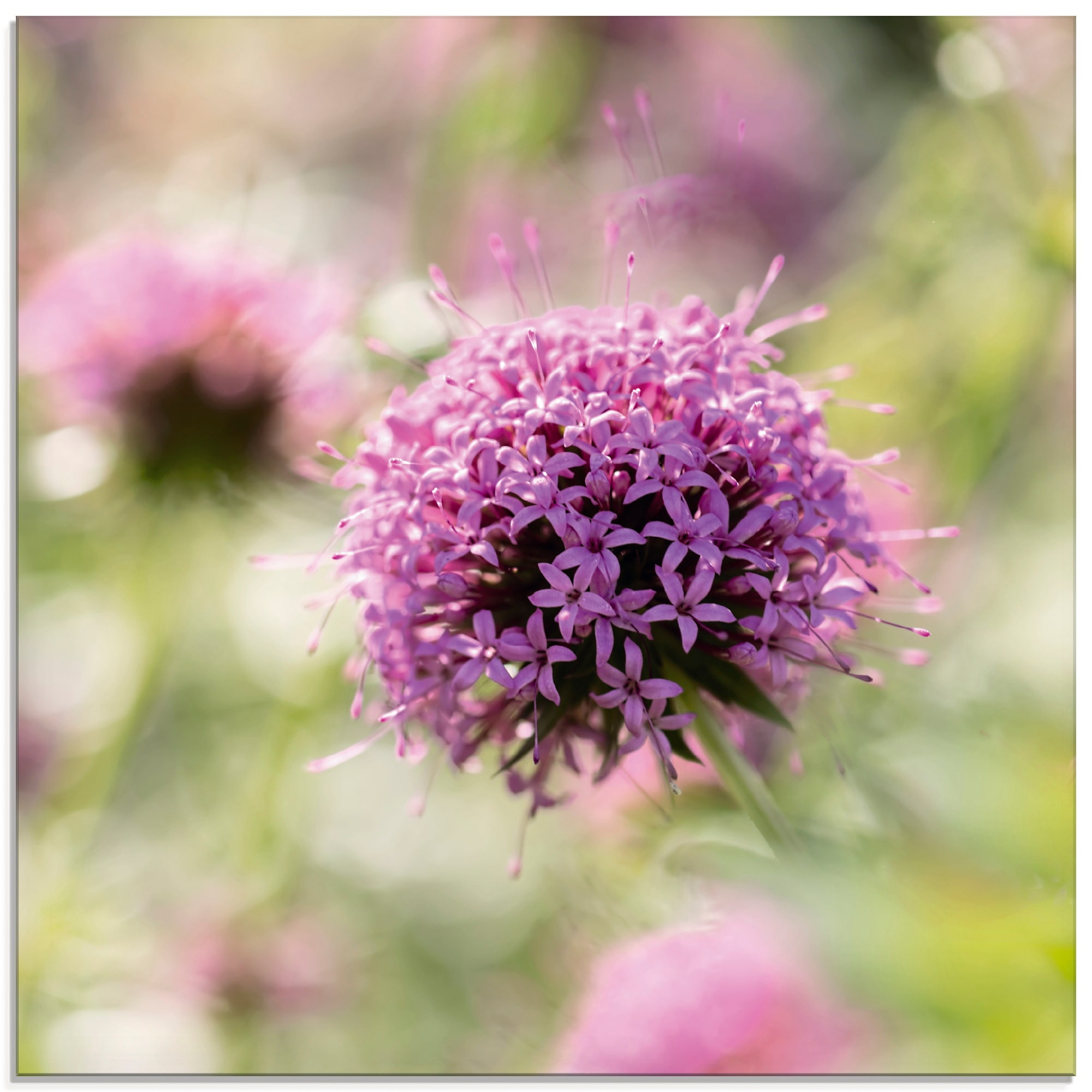 Image of Artland Glasbild "Lila Blüte im Gegenlicht" Blumen 1 Stk. tlg. in verschiedenen Grössen