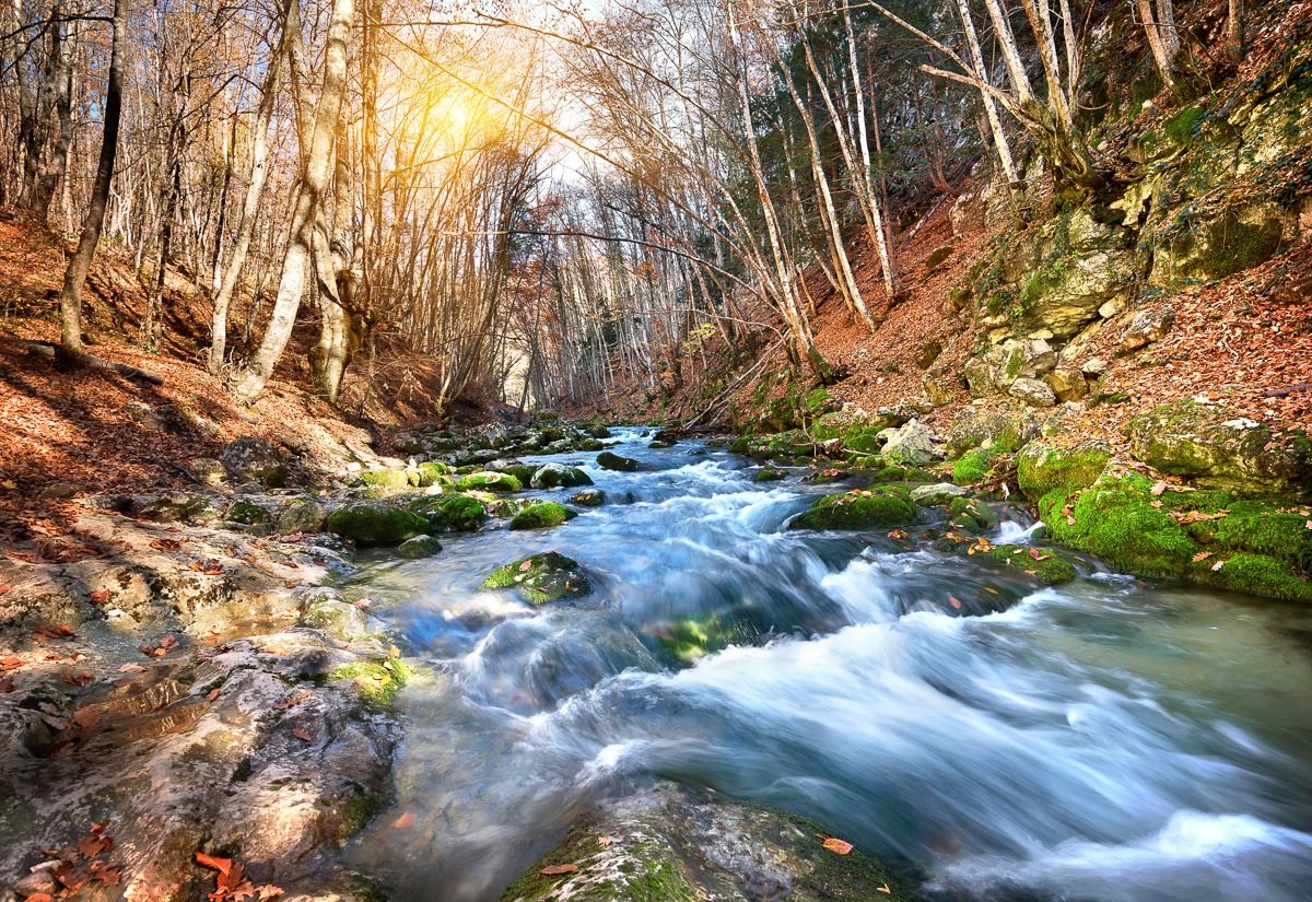 Image of Papermoon Fototapete "Fluss durch Wald"