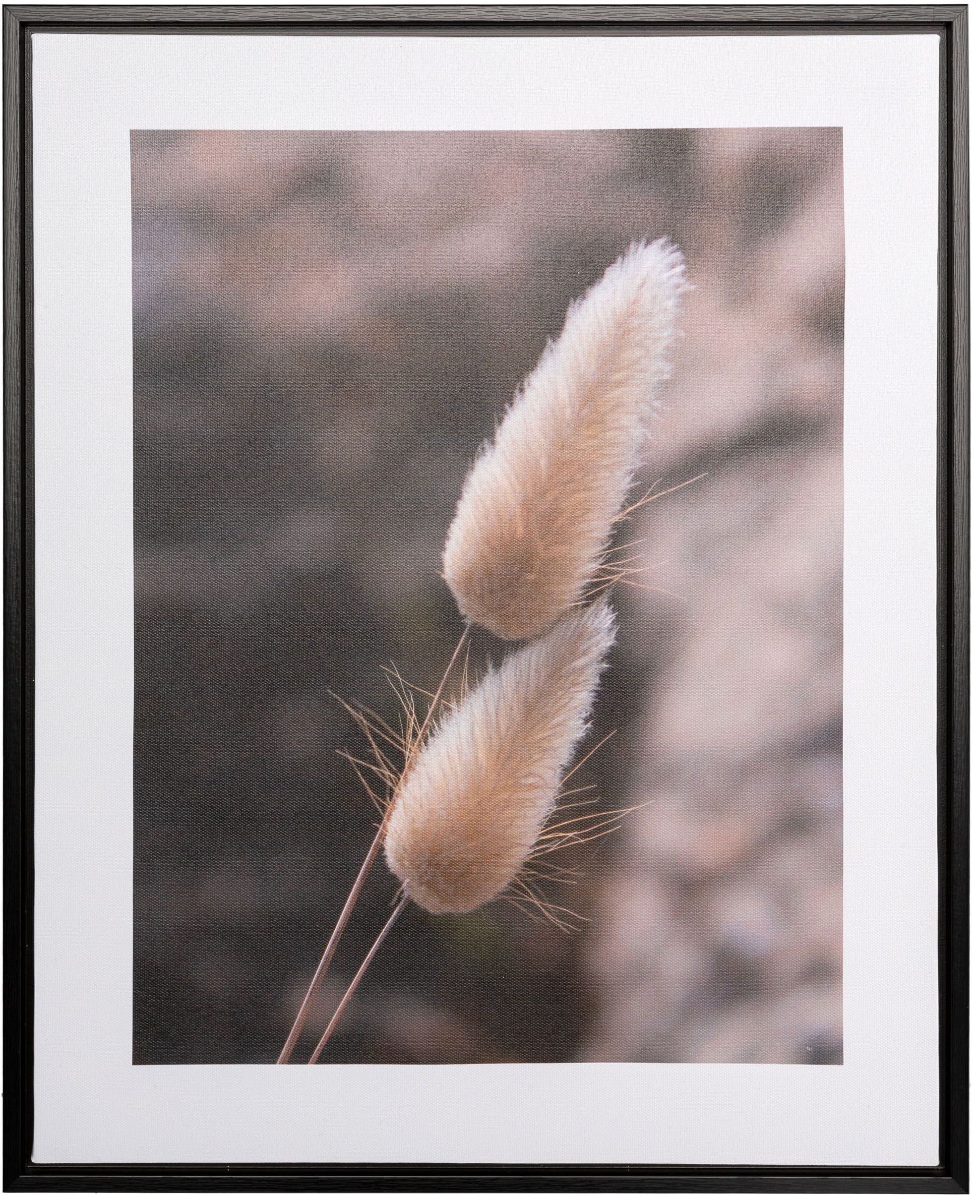 Image of Creativ home Bild mit Rahmen "Leinwandbild Grasblüte" 1 Stk. tlg. mit Rahmen