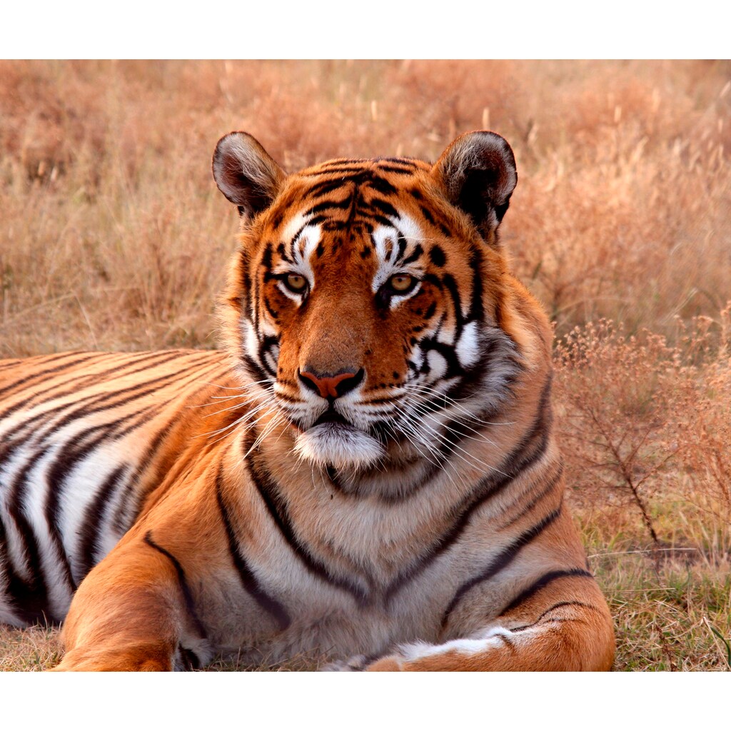Papermoon Fototapete »Tiger«