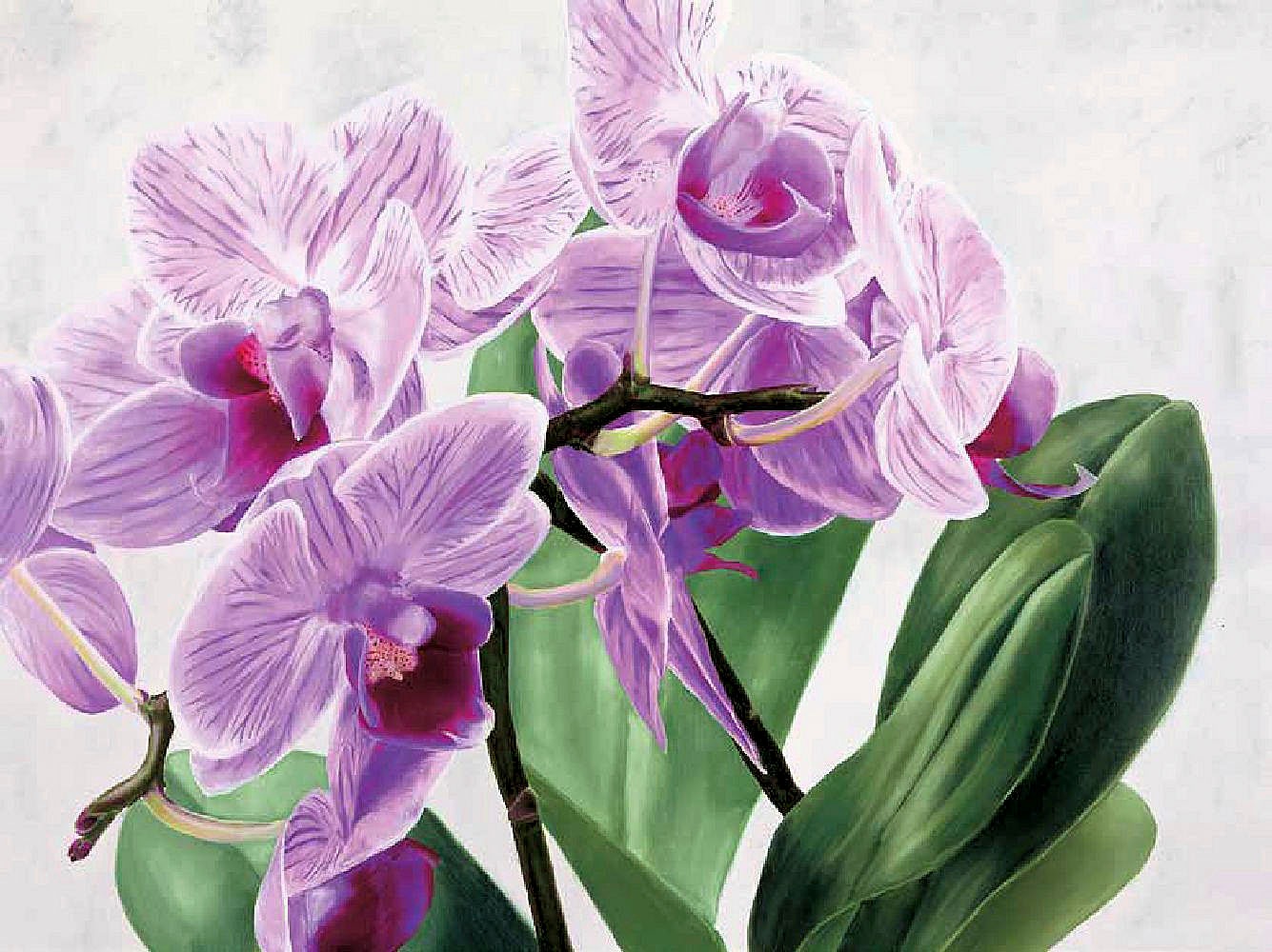 Image of my home Kunstdruck »SERGIO JANNACE / Orchidee selvagge«, (1 St.) bei Ackermann Versand Schweiz