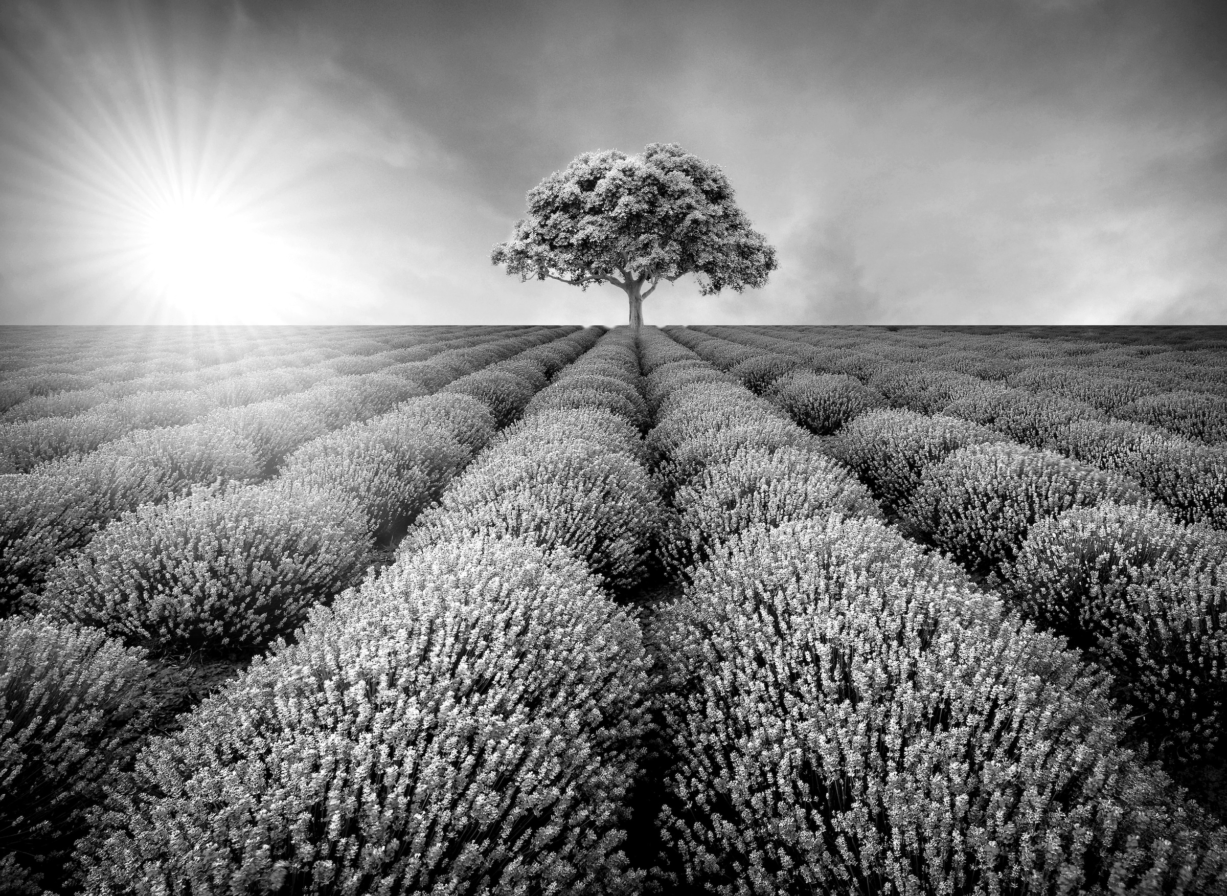 Image of Papermoon Fototapete "Baum im Feld Schwarz & Weiss"