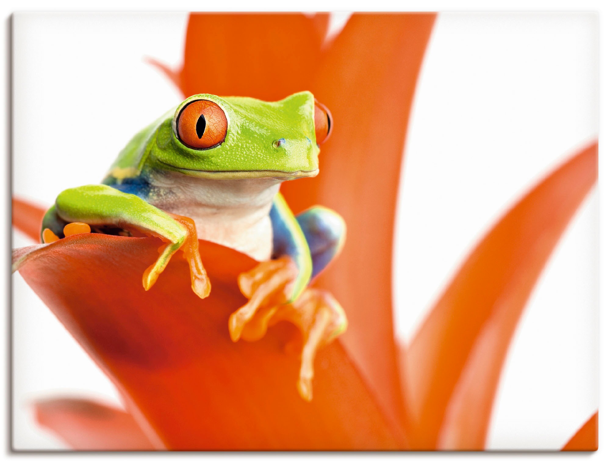 Image of Artland Wandbild »Frosch auf seinem Thron«, Wassertiere, (1 St.), in vielen Grössen & Produktarten - Alubild / Outdoorbild für den Aussenbereich, Leinwandbild, Poster, Wandaufkleber / Wandtattoo auch für Badezimmer geeignet bei Ackermann Versand Schweiz