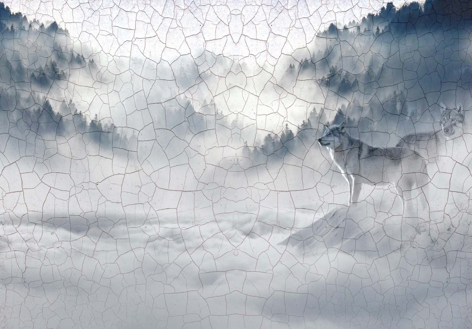 Image of Consalnet Vliestapete »Wolf im Nebel«, Motiv bei Ackermann Versand Schweiz