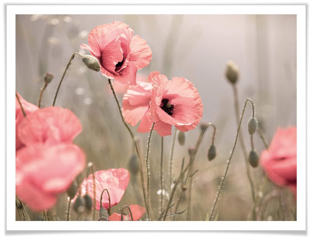 »Pusteblumen (1 günstig St.) Freiheit«, Blumen, kaufen Wall-Art Poster