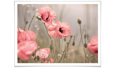 St.) (1 Blumen, Freiheit«, kaufen Poster »Pusteblumen Wall-Art günstig
