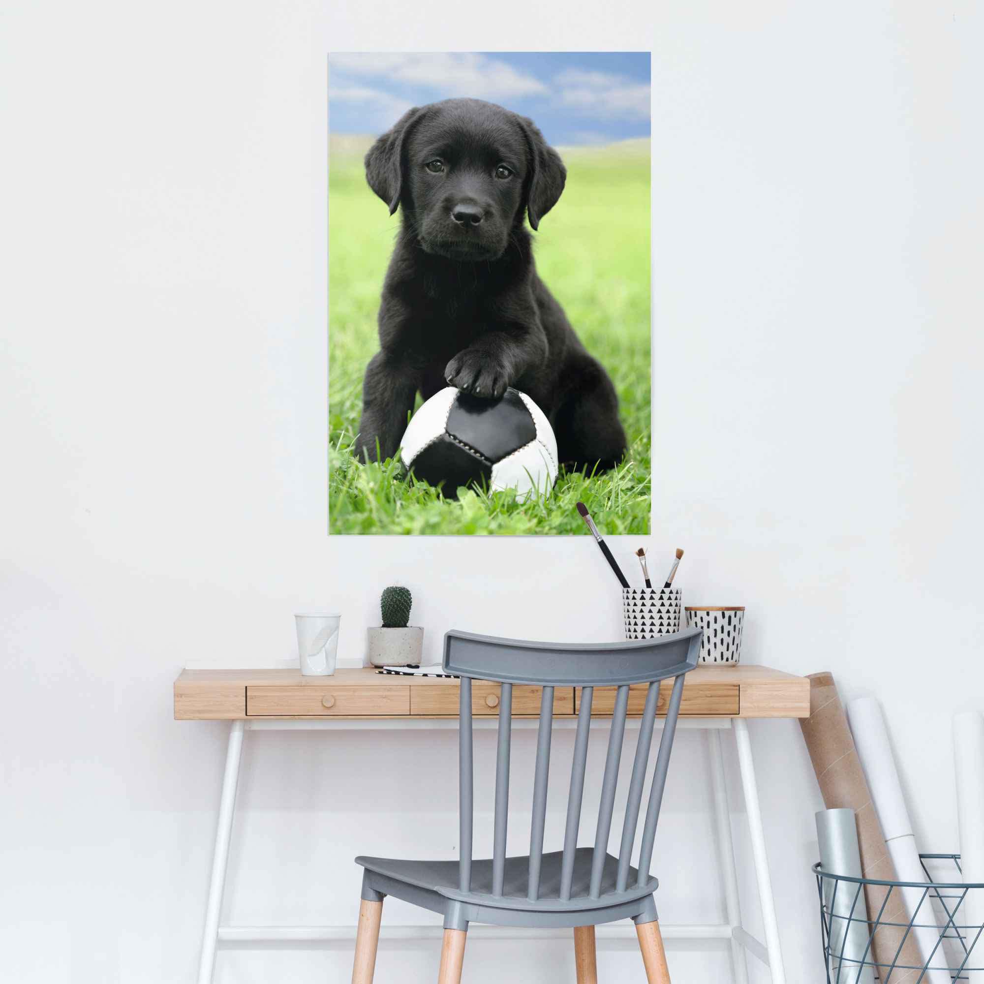 Reinders! auf »Labrador Poster Welpe versandkostenfrei (1 St.) Fussball«,