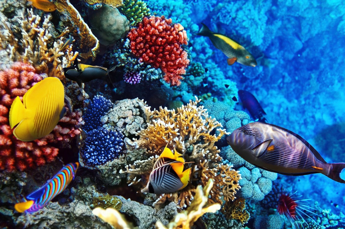 Fototapete »Korallen Rotes Meer«