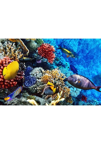Fototapete »Korallen Rotes Meer«