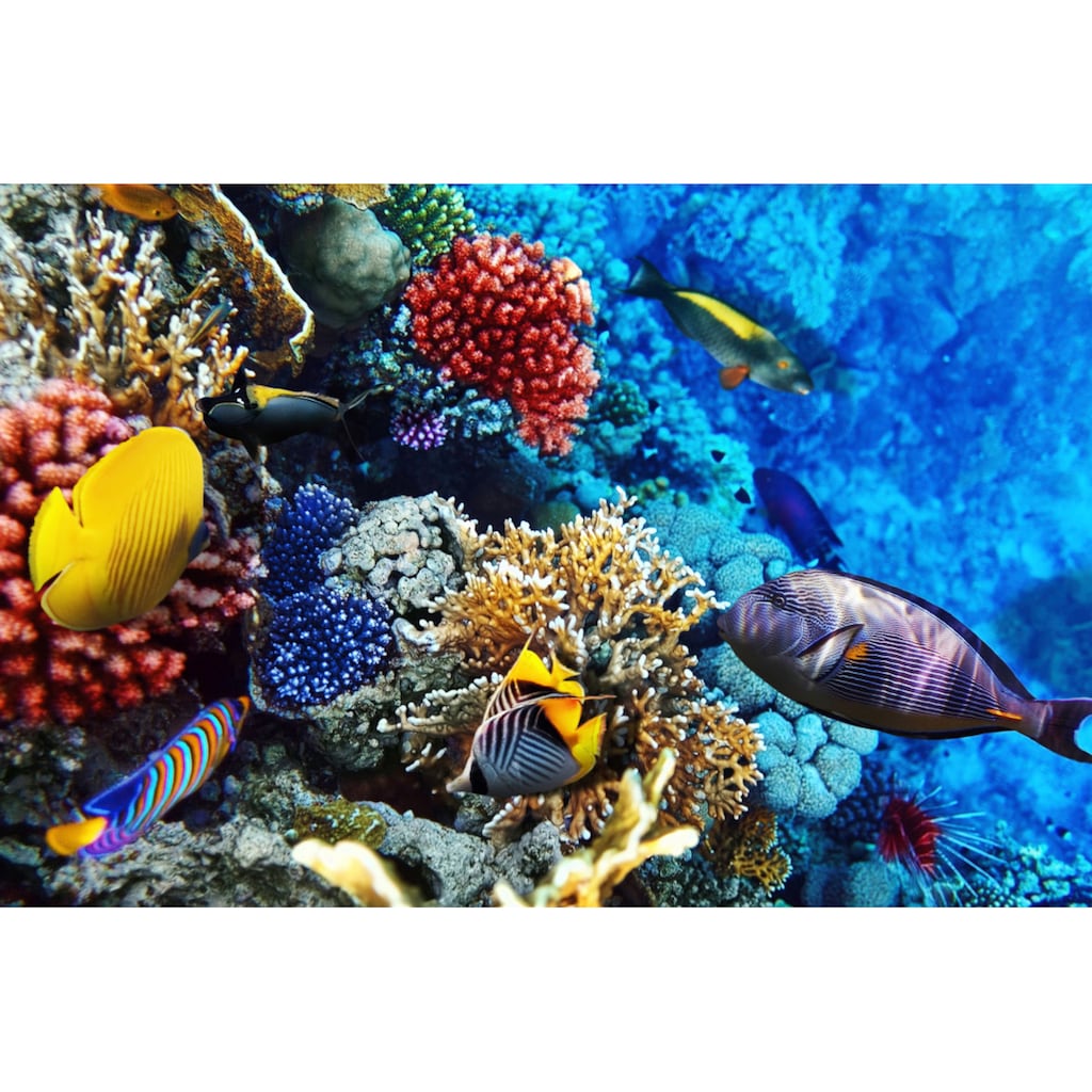 Papermoon Fototapete »Korallen Rotes Meer«