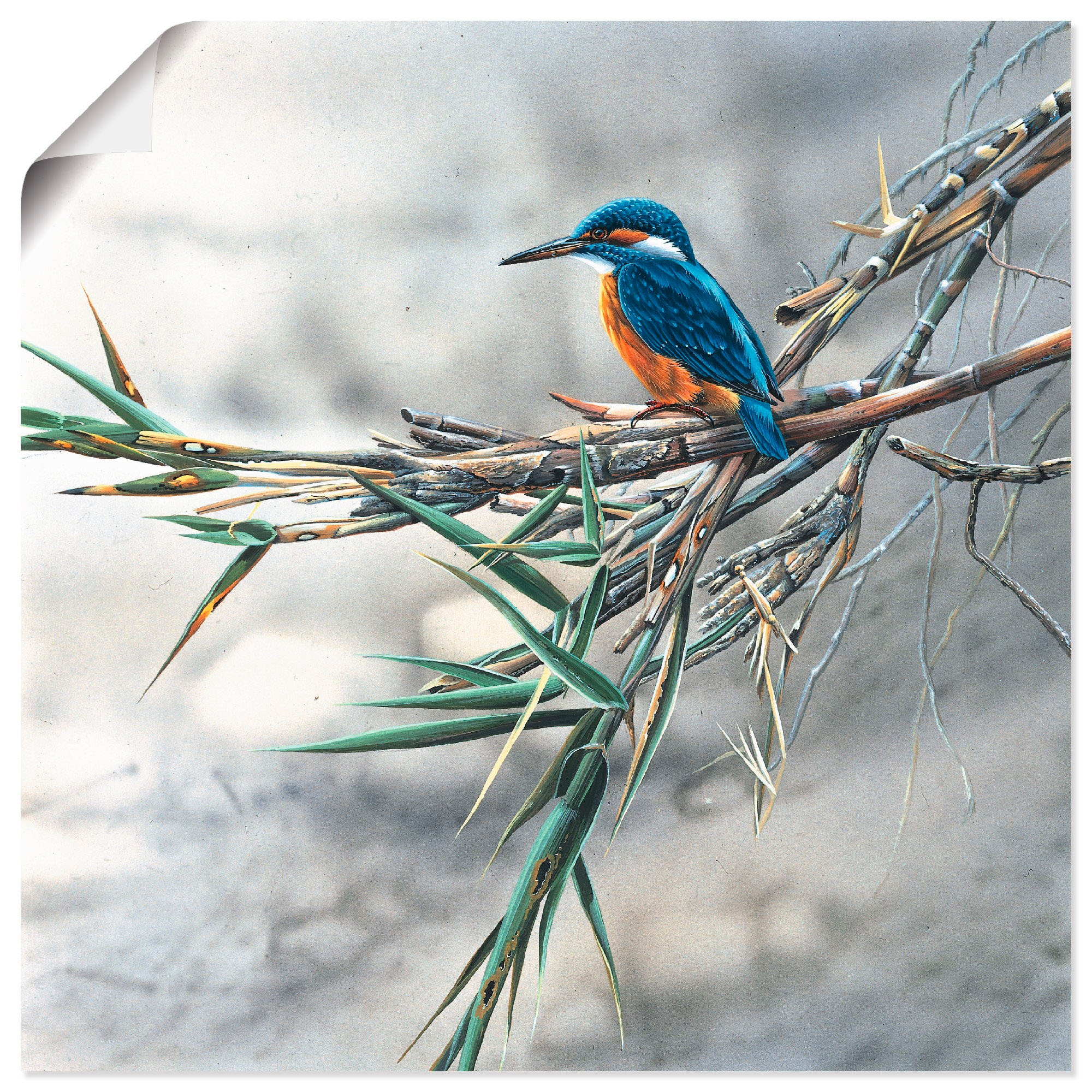Image of Artland Wandbild "Eisvogel I" Vögel 1 Stk. tlg. als Leinwandbild, Poster in verschied. Grössen