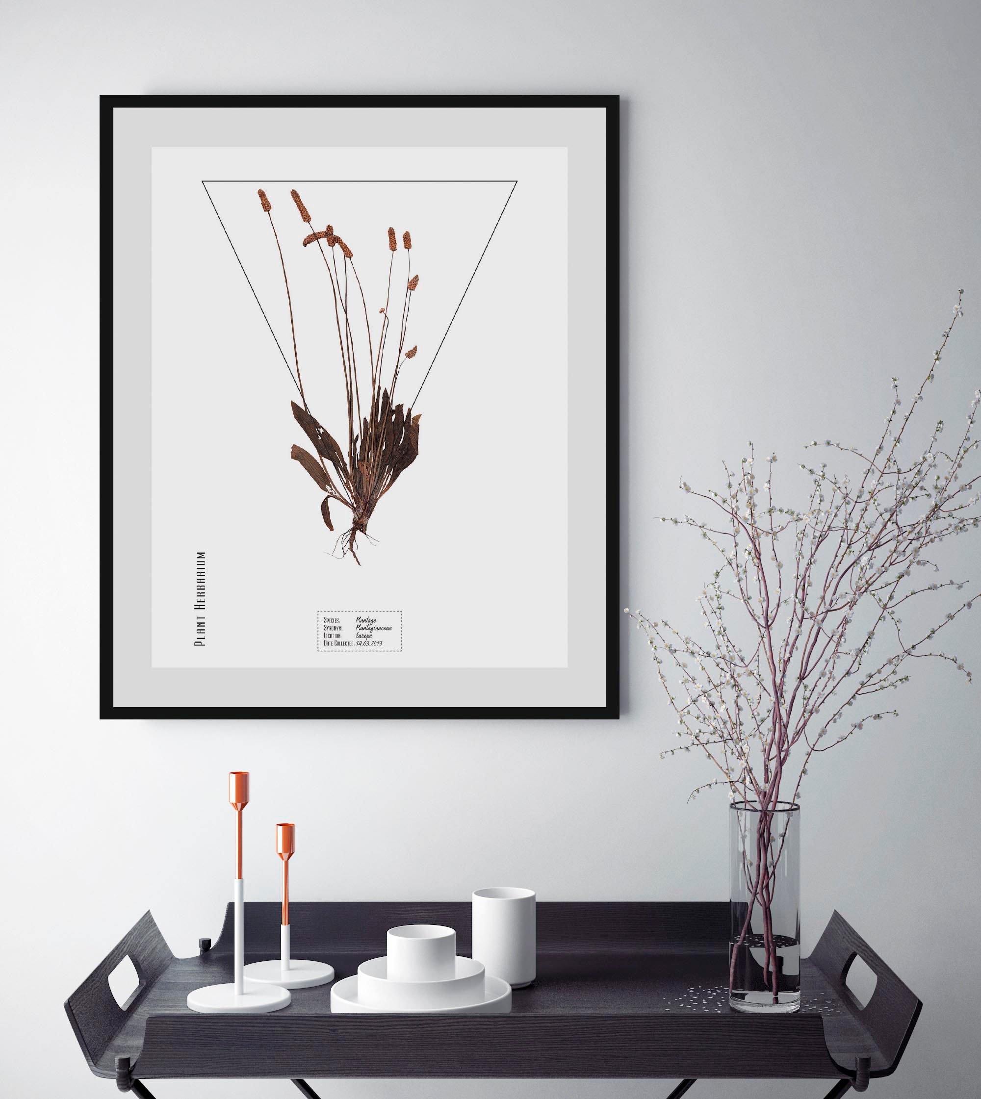 Image of queence Bild "Plantaginaceae" Pflanzen Pflanzenbilder Schriftzug 1 Stk. tlg. HD Premium Poster-Druck inkl. Holzrahmen