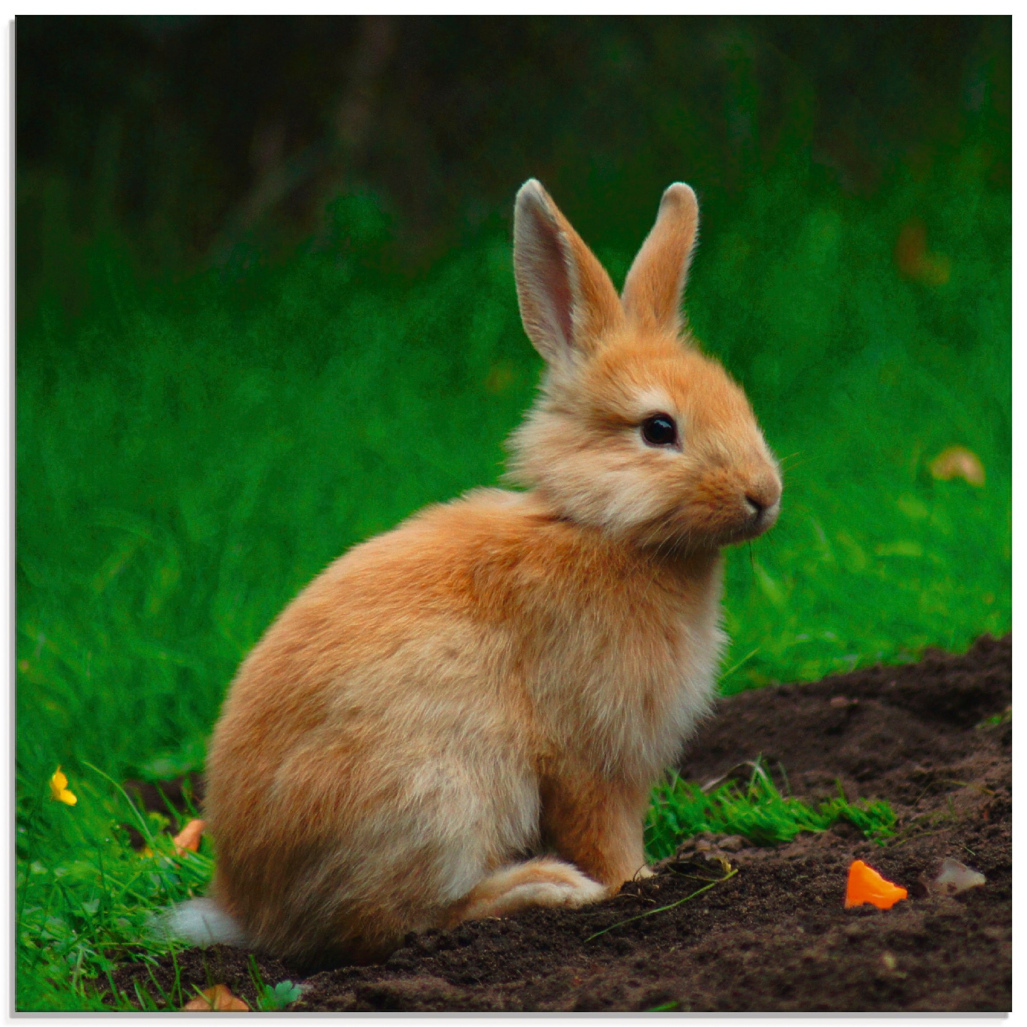 Glasbild »Zwergkaninchen im Grünen«, Wildtiere, (1 St.), in verschiedenen Grössen