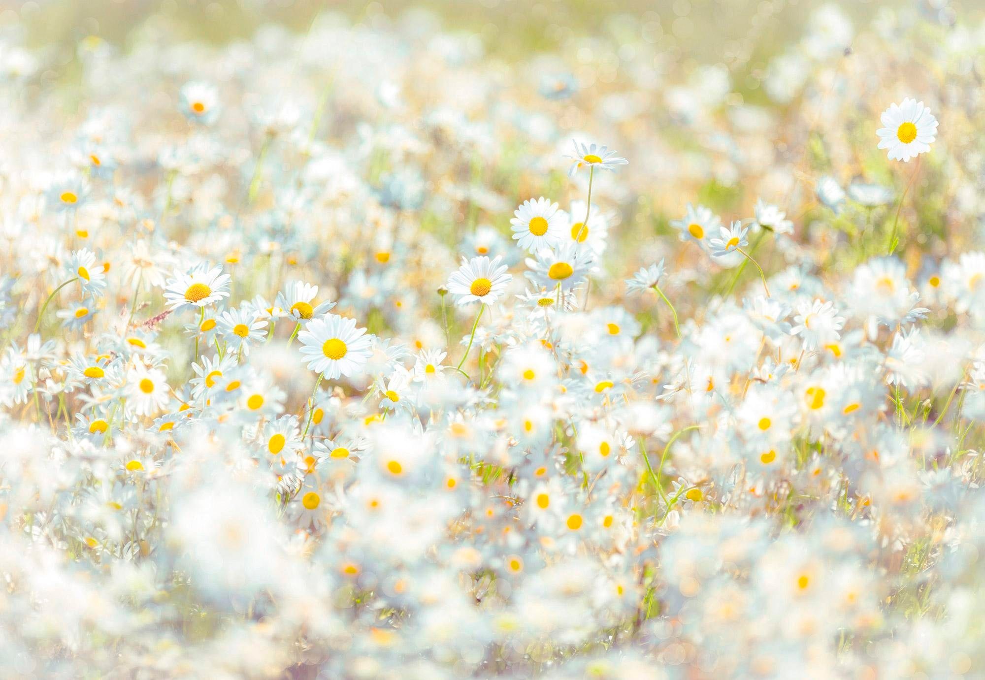 Image of Komar Fototapete "Daisies - Grösse 368 x 254 cm" bedruckt glatt Wohnzimmer, Schlafzimmer