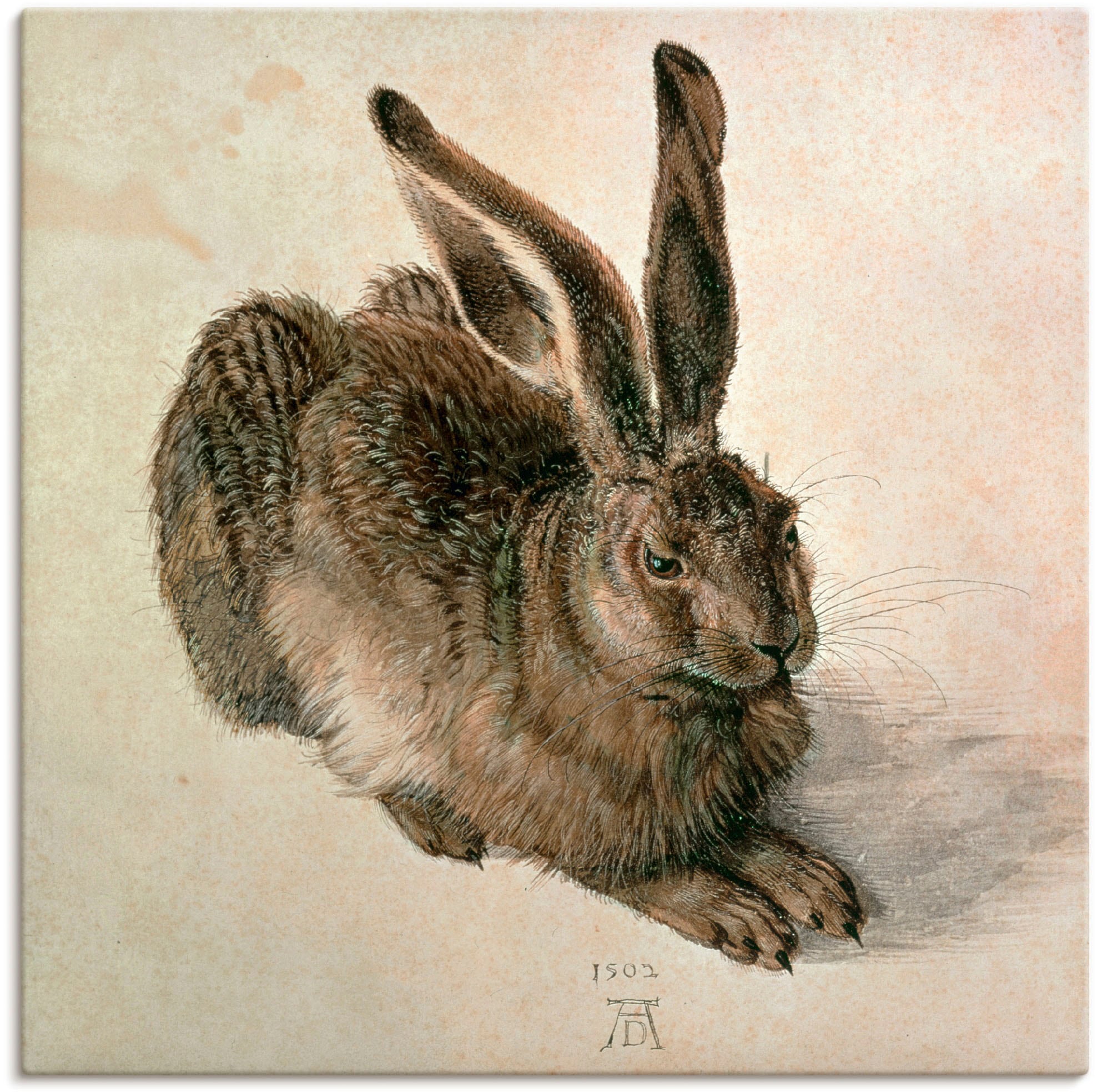 Image of Artland Wandbild "Junger Feldhase. 1502" Wildtiere 1 Stk. tlg. als Leinwandbild, Poster in verschied. Grössen