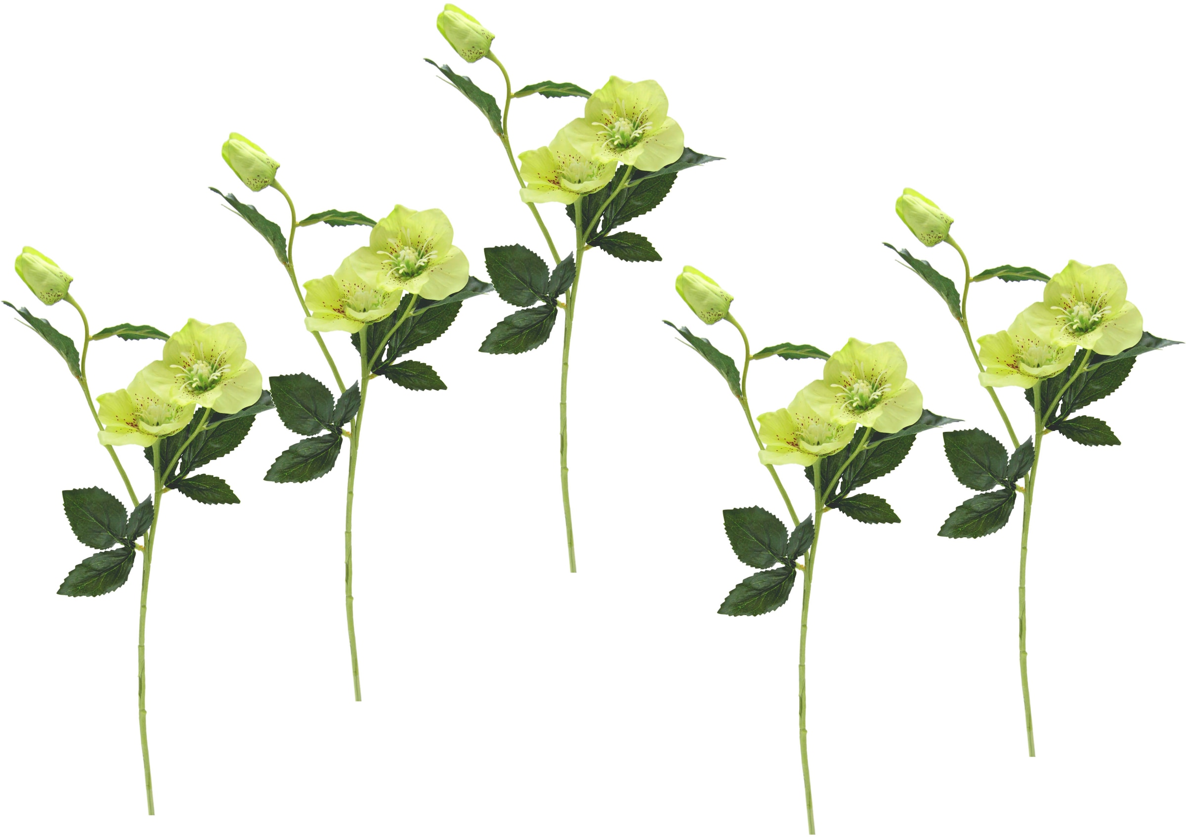 I.GE.A. Kunstblume »Christrose«, günstig Künstlich 5er Set Seidenblumen, kaufen