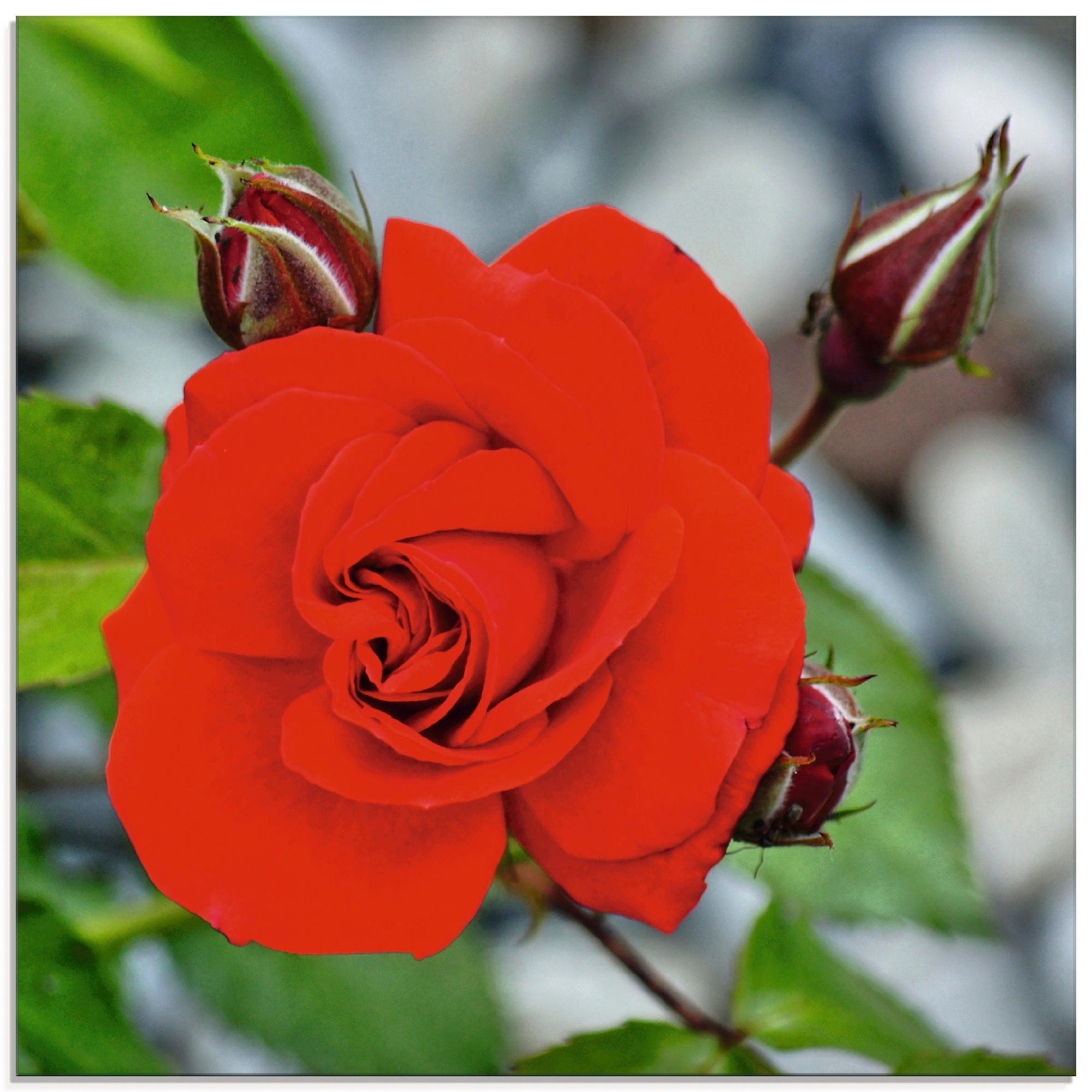 Image of Artland Glasbild "Rote Rosenblüte mit Knospen" Blumen 1 Stk. tlg. in verschiedenen Grössen