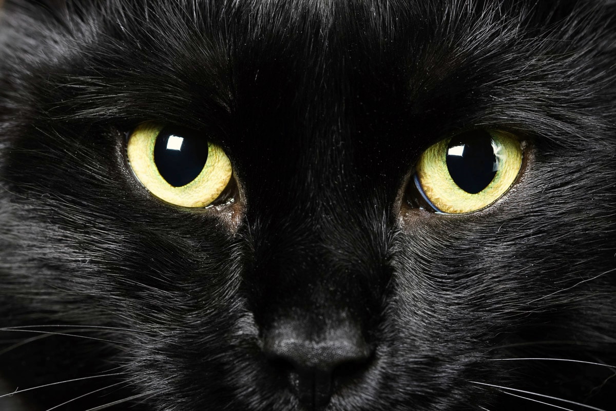 Image of Papermoon Fototapete "Katze"