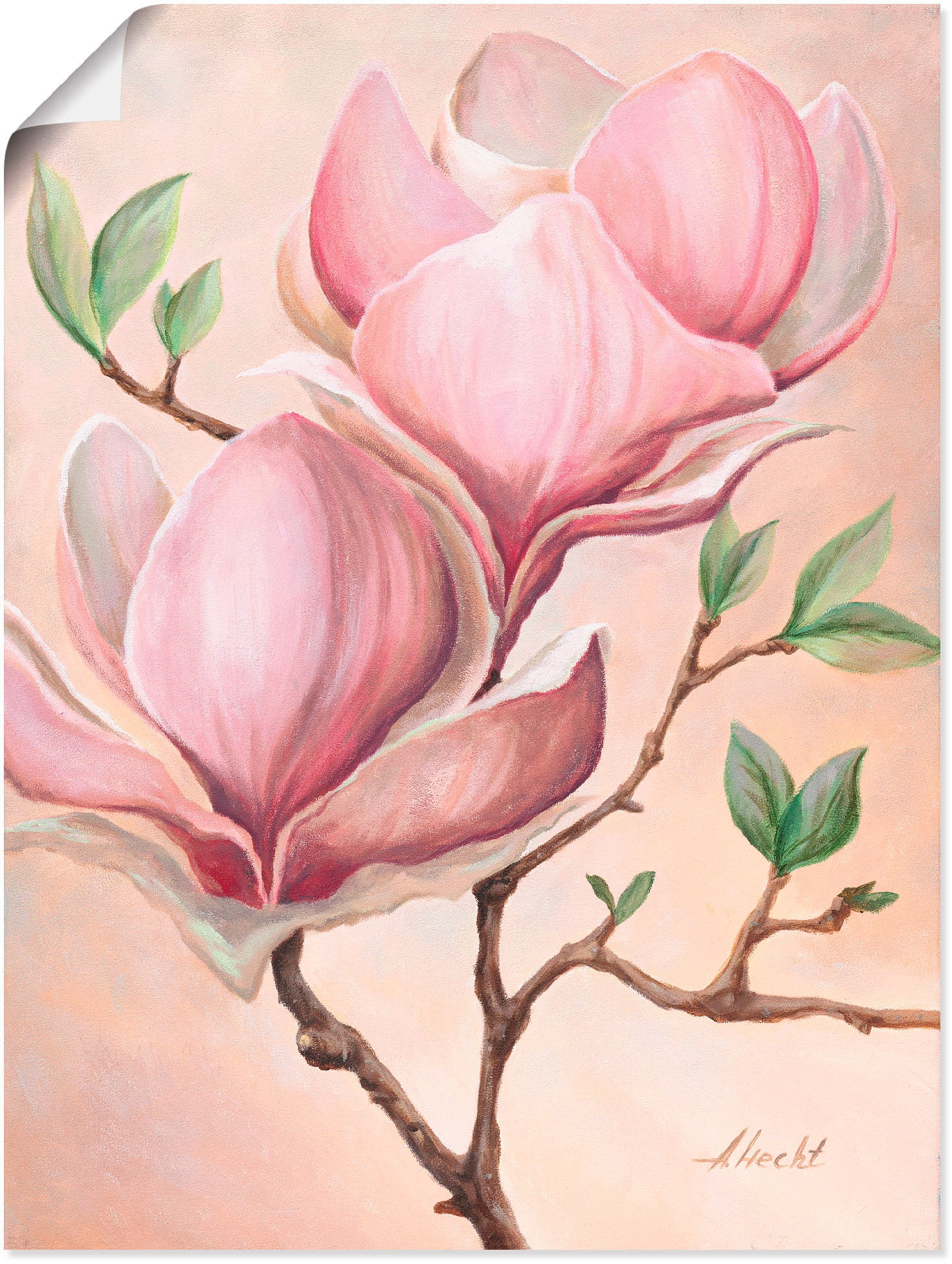 Image of Artland Wandbild "Magnolienblüten" Blumen 1 Stk. tlg. als Leinwandbild, Poster in verschied. Grössen