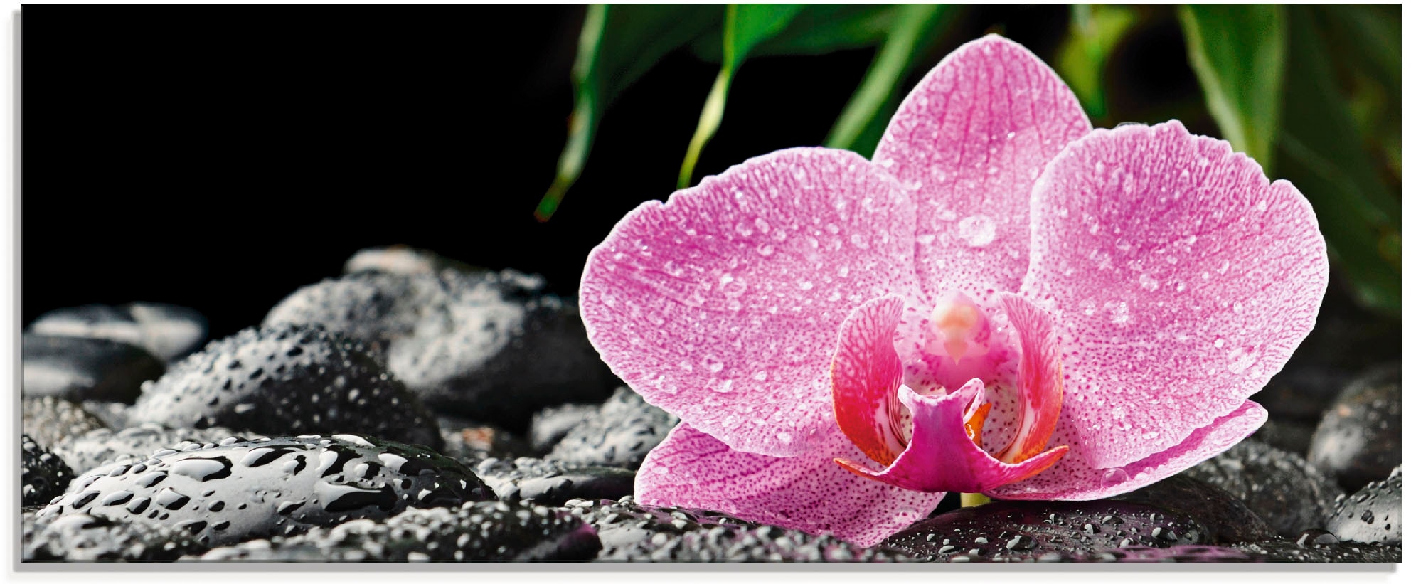 Image of Artland Glasbild "Rosa Orchidee auf schwarzen Zen Steinen" Blumen 1 Stk. tlg. in verschiedenen Grössen