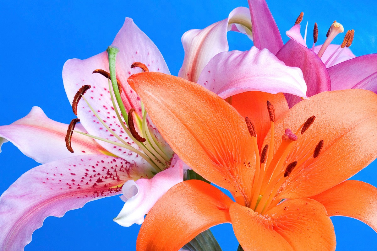 Image of Papermoon Fototapete »Blumen«, Vliestapete, hochwertiger Digitaldruck, inklusive Kleister bei Ackermann Versand Schweiz