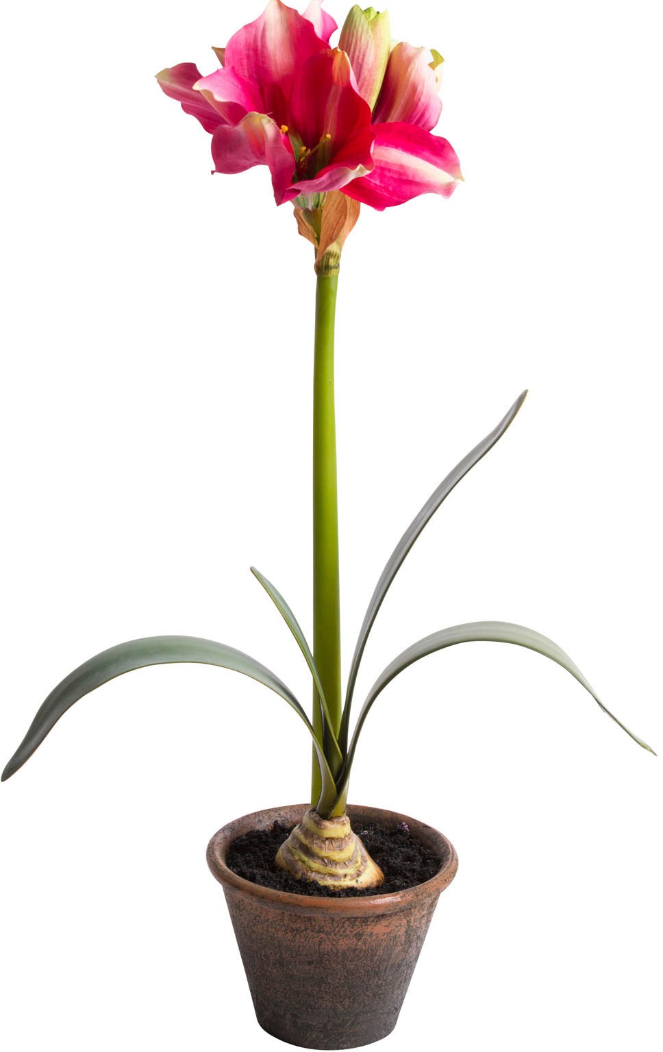 Botanic-Haus Kunstblume »Amaryllis im braunen Kunststofftopf«